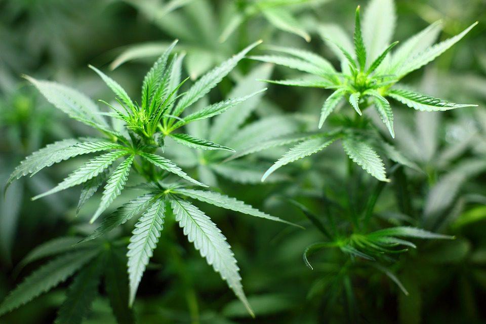 La legalizzazione della Cannabis: a che punto siamo?