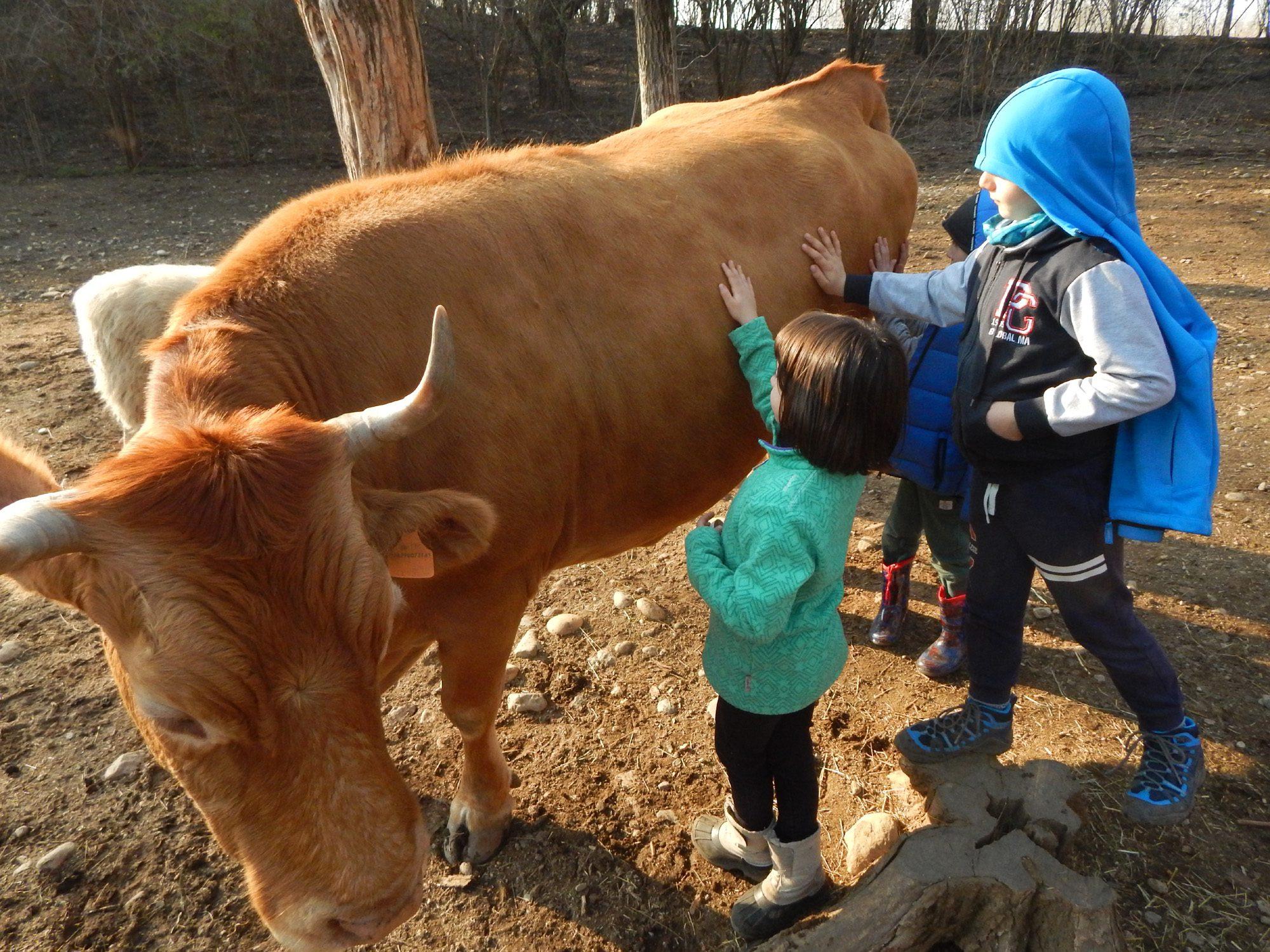 Addio a Divina, vacca varzese veterana della fattoria del Parco degli Aironi