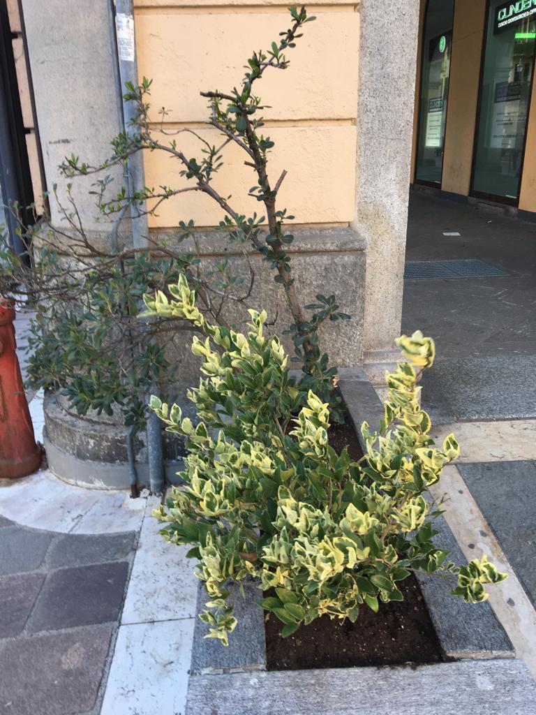 20230213 pianta rubata in piazza avis (2)
