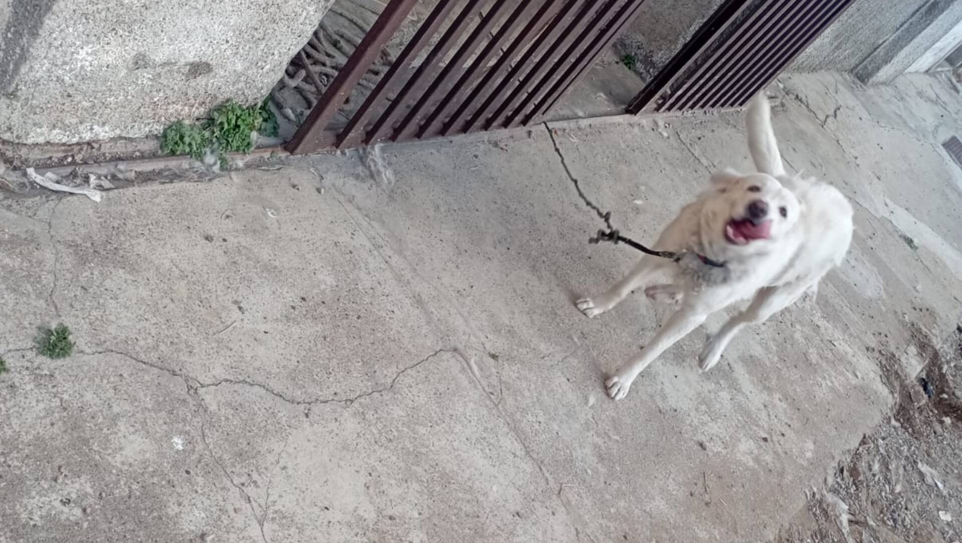 Cislago, cane maltrattato salvato dalla polizia locale