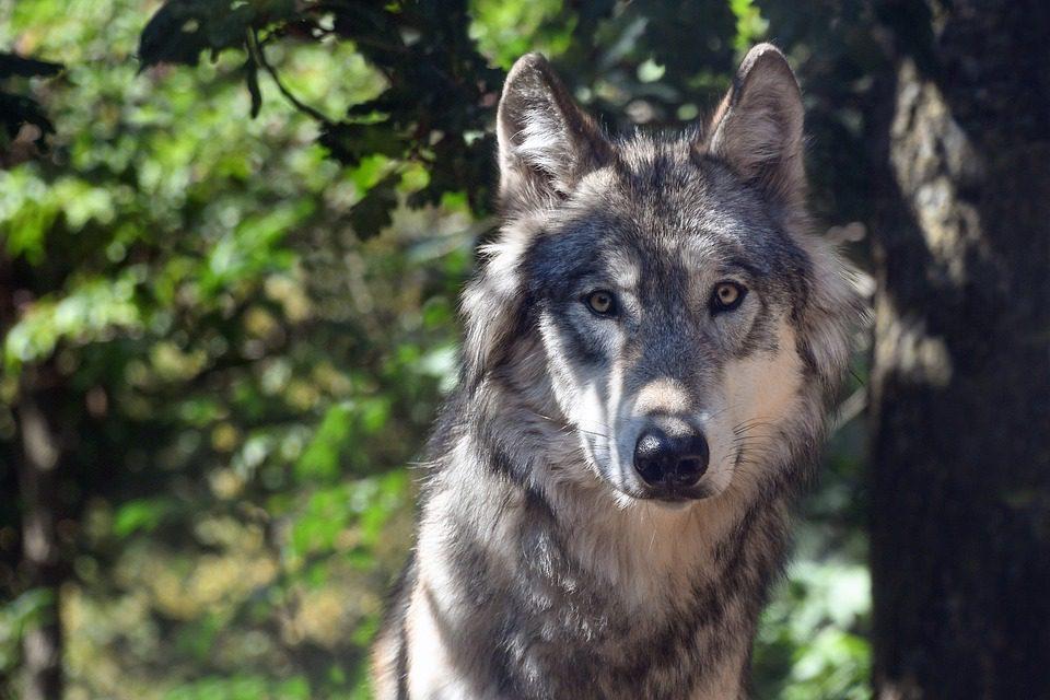 Parco Pineta di Tradate, avvistato un lupo… finito in una fototrappola