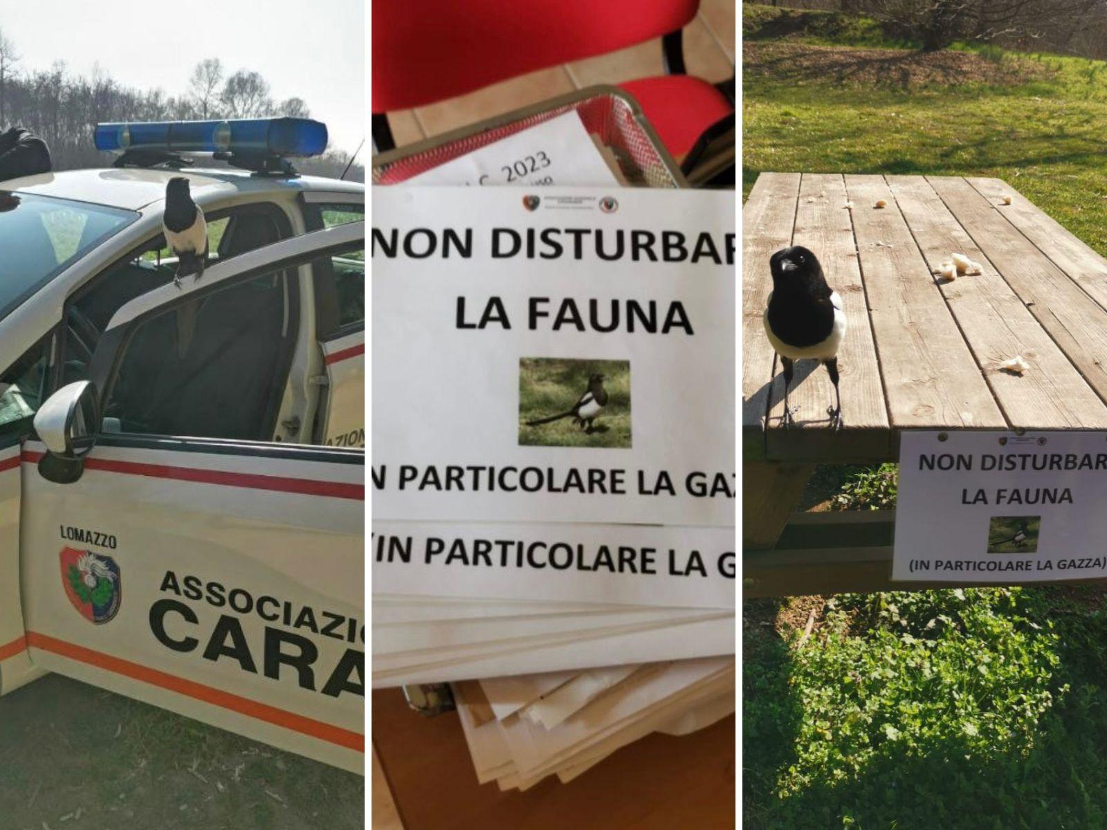 La gazza del parco Lura “posa” coi volontari che invitano a rispettare la fauna