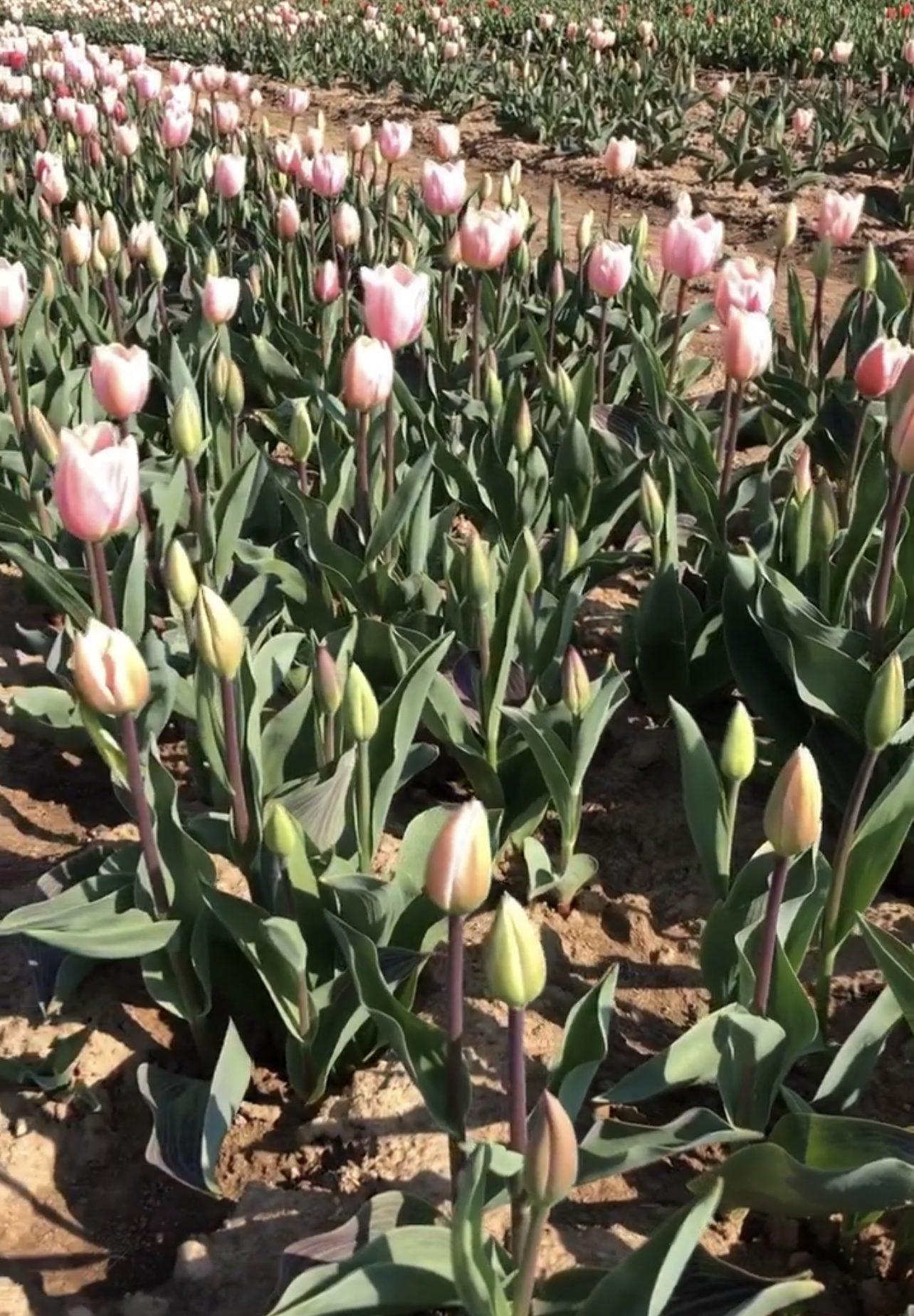 20230318 tulipani italiani ezio cairoli(1)