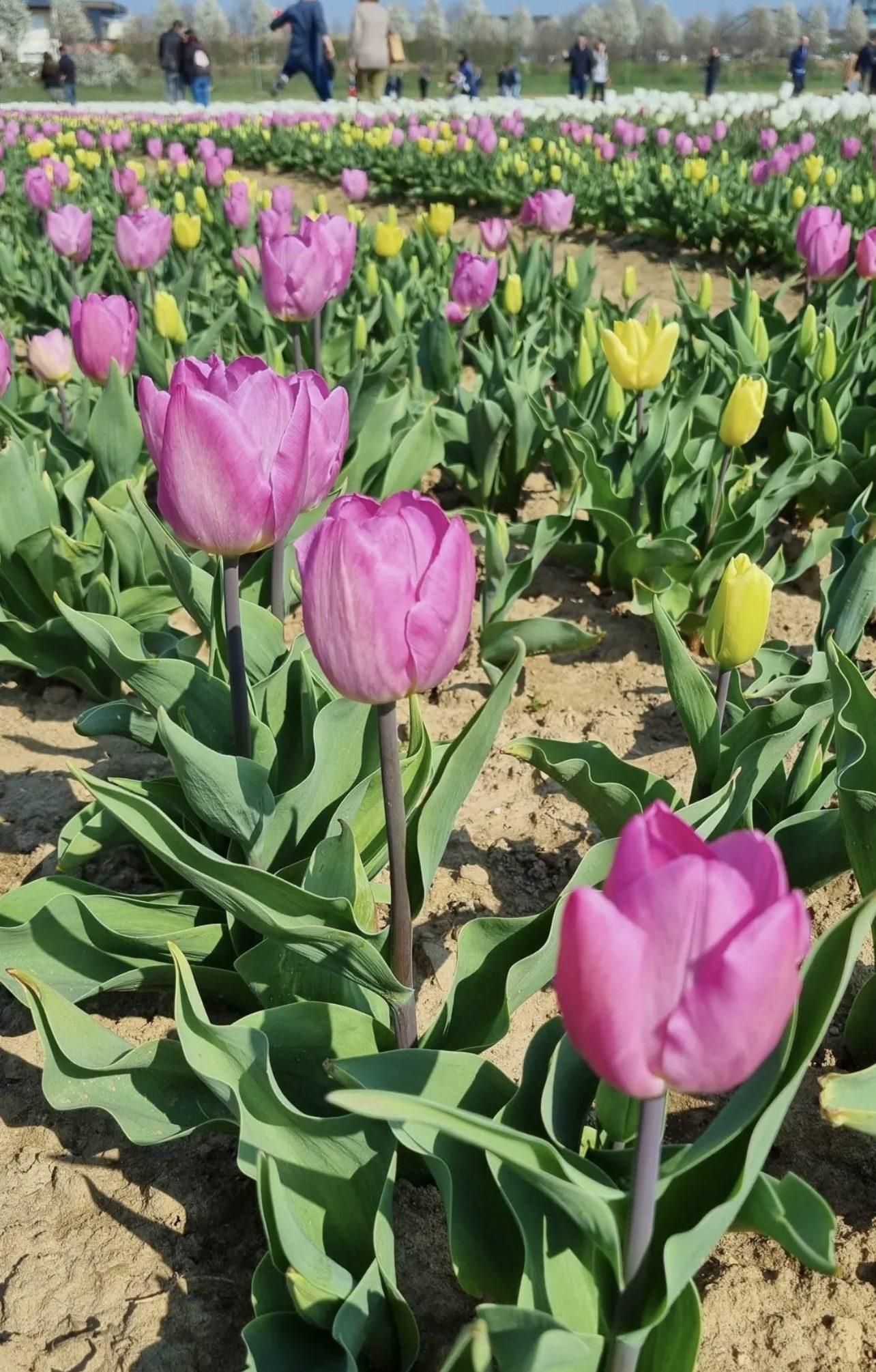 20230318 tulipani italiani ezio cairoli(12)