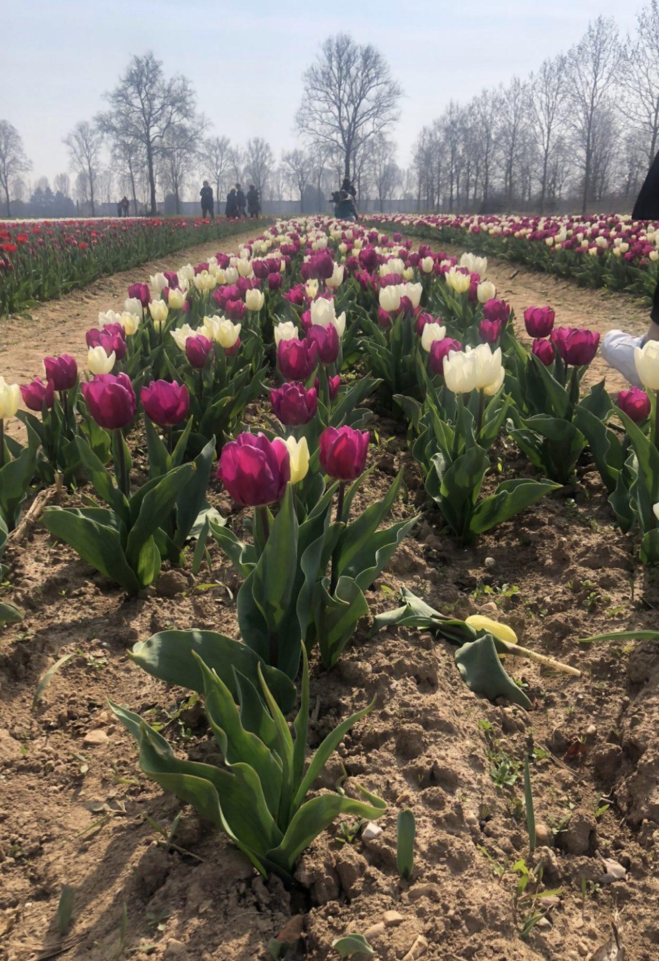 20230318 tulipani italiani ezio cairoli(14)