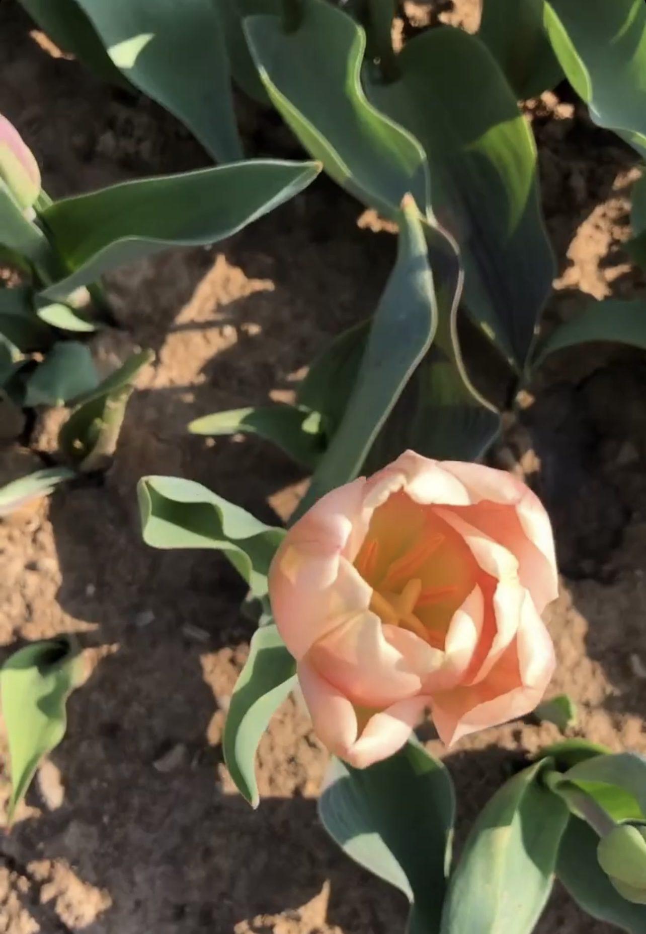 20230318 tulipani italiani ezio cairoli(2)