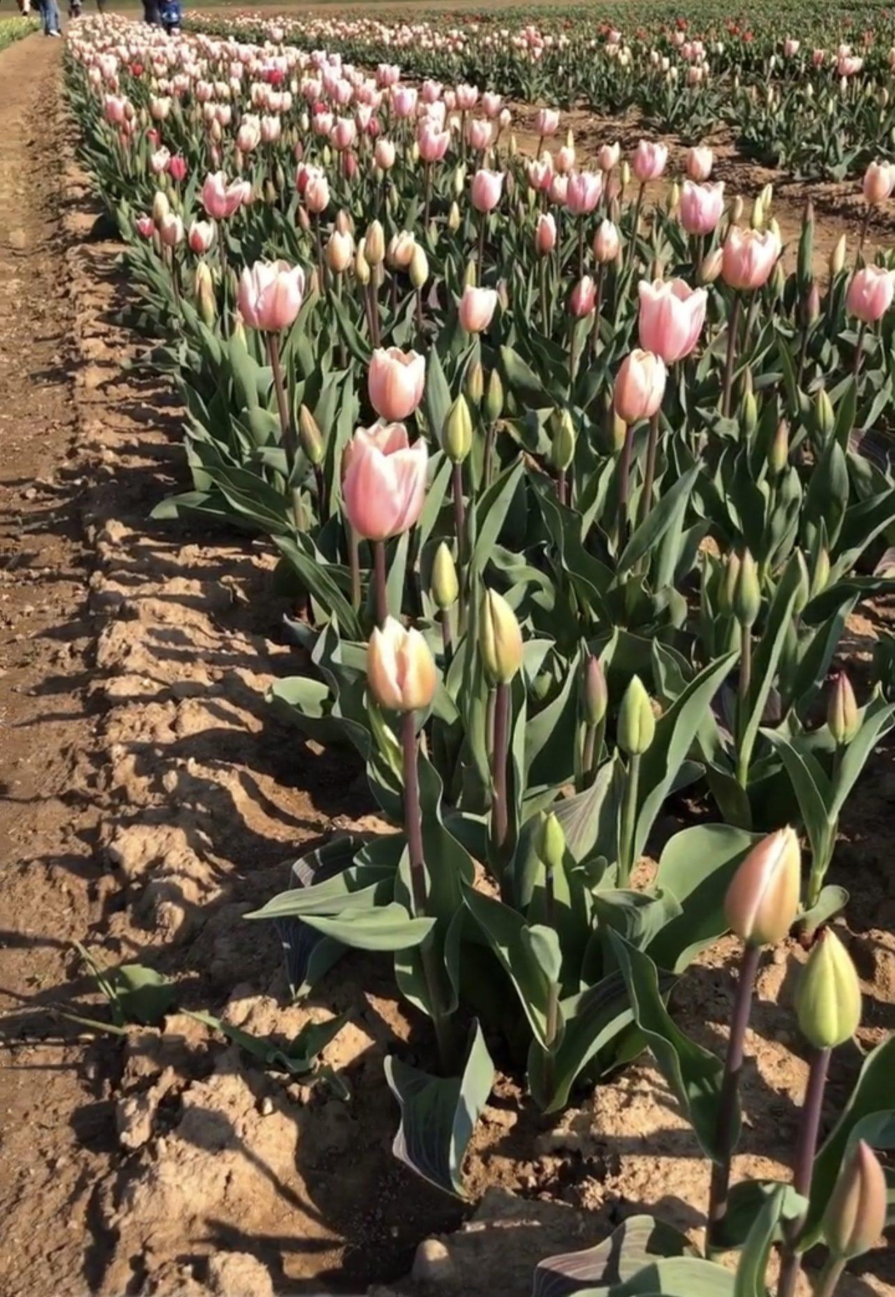20230318 tulipani italiani ezio cairoli(3)