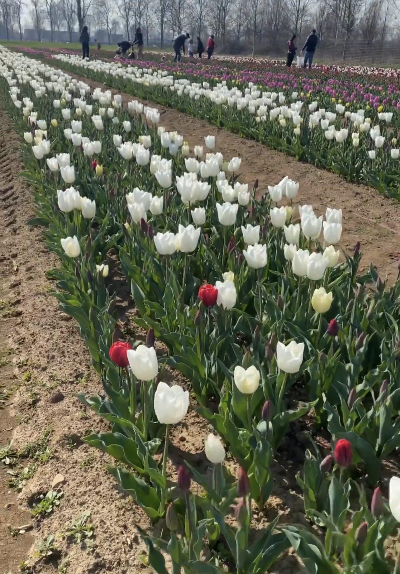 20230318 tulipani italiani ezio cairoli(4)