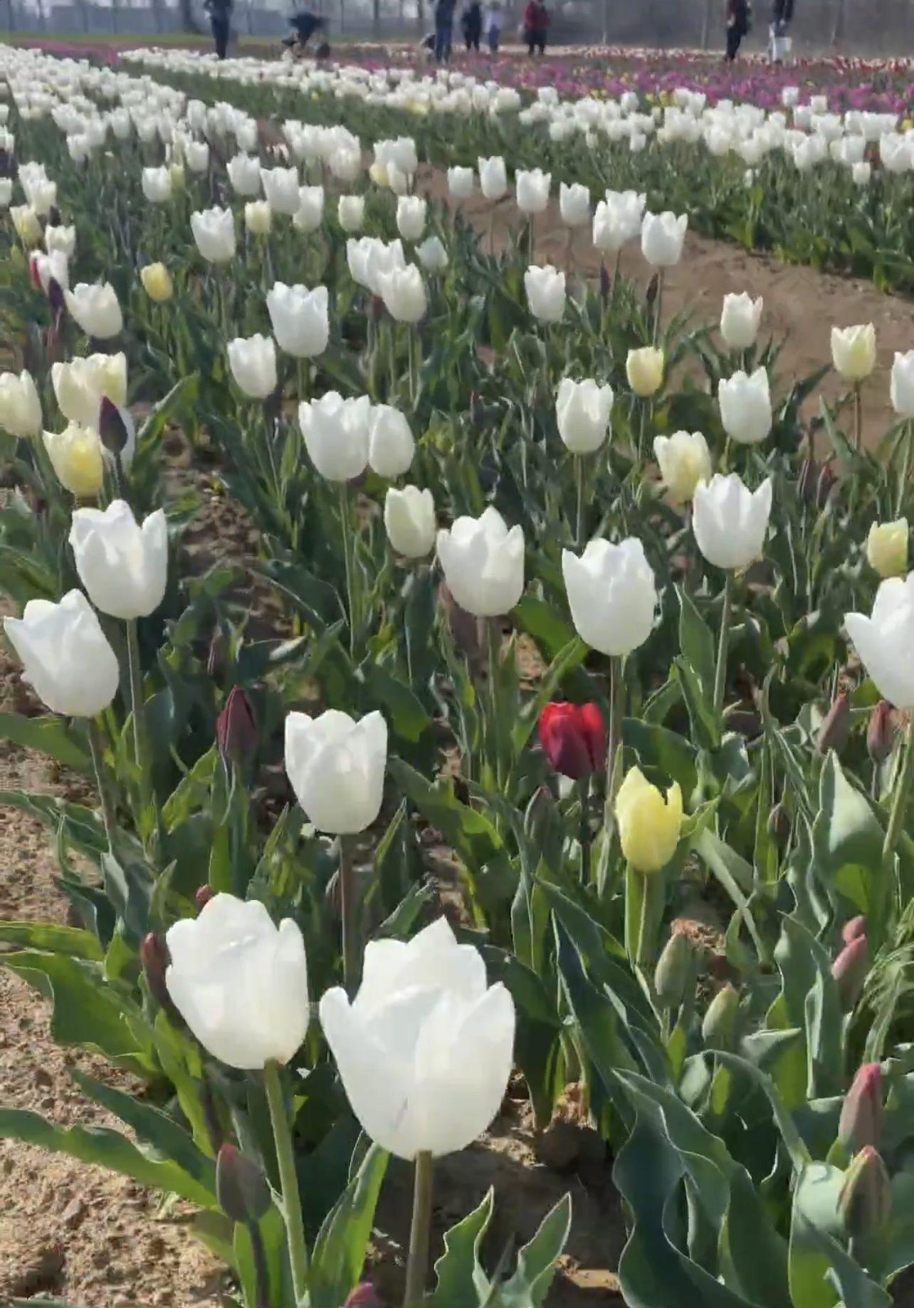 20230318 tulipani italiani ezio cairoli(5)