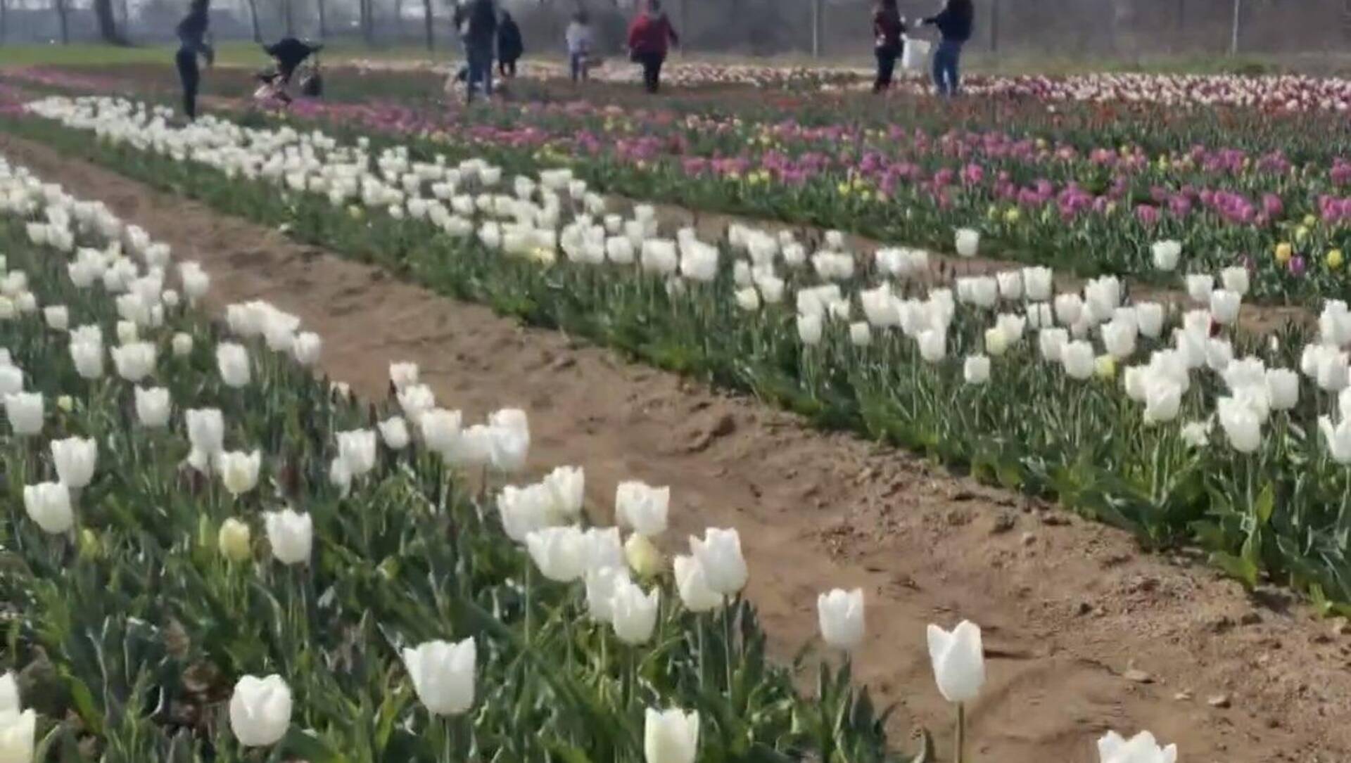Ieri su ilS: prime foto sul campo di tulipani, ritardi per carta d’identità, ladri di cavi, sold out per i Fuoriscena