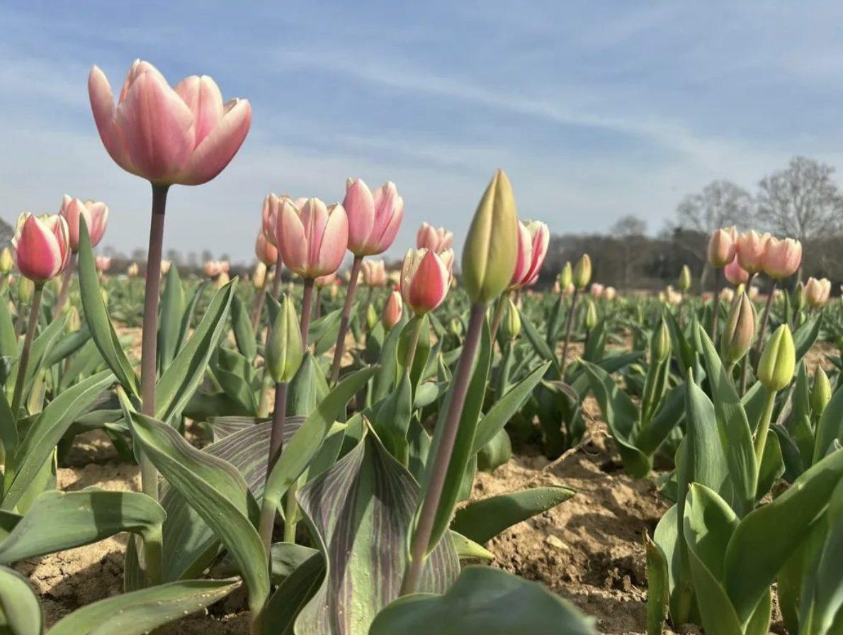 Torna il campo di tulipani di Arese: dagli ingressi gratuiti ai nuovi fiori. Qui novità e gli orari