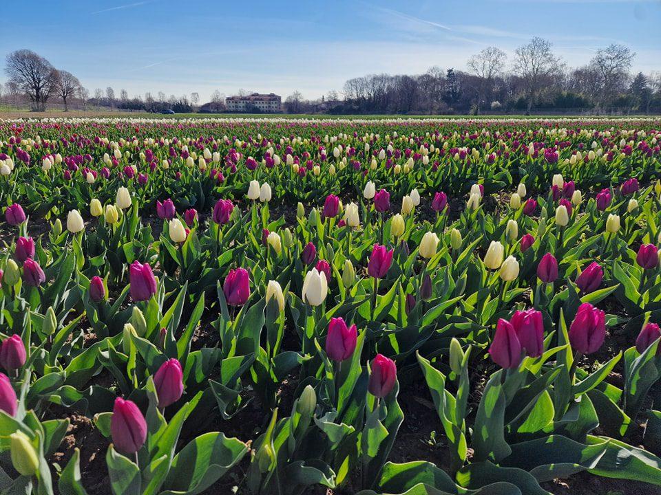 Seicentomila tulipani sono nati alle porte di Saronno. Come e quando andare a raccoglierli