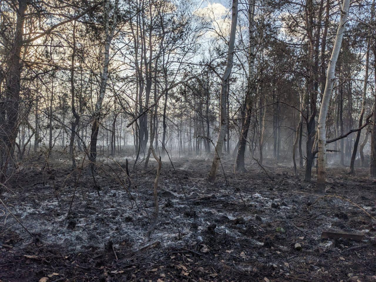 Incendio boschivi, torna l’allarme: condizioni meteo critiche sino a venerdì