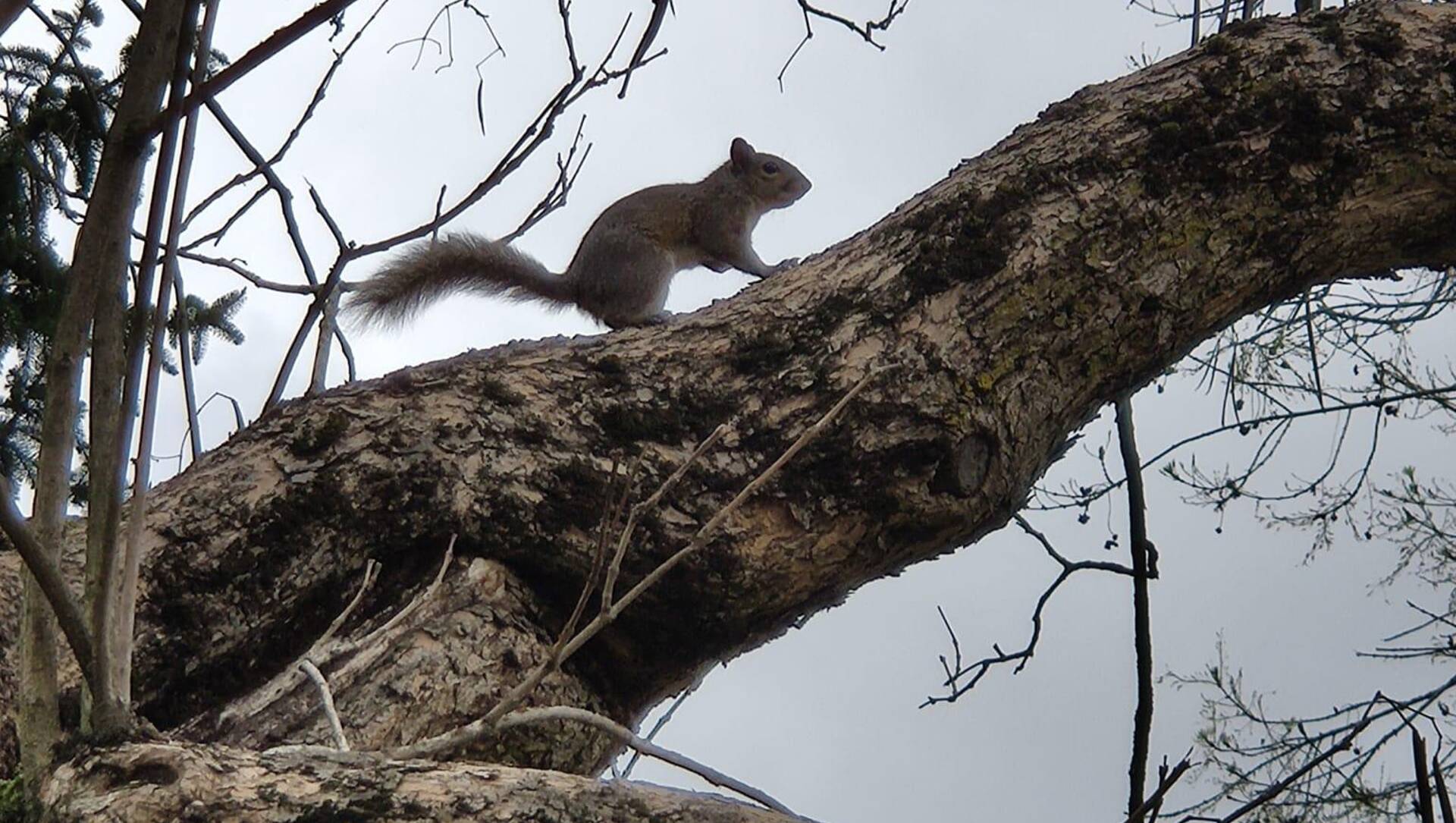 Invasione di scoiattoli in centro a Saronno, colonia in via Mazzini