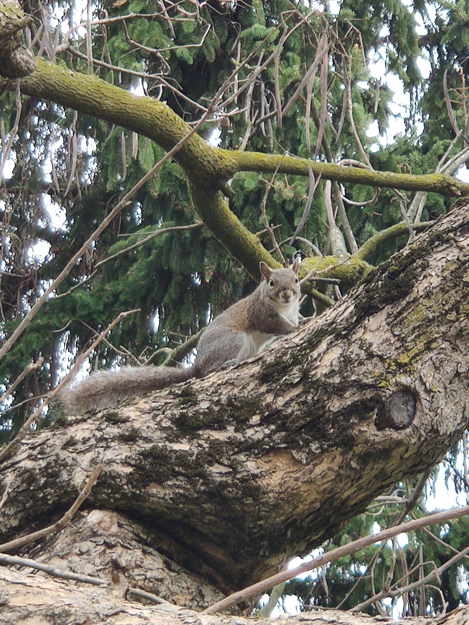 Da Saronno al Uboldo scoiattoli “star” delle foto dei saronnesi