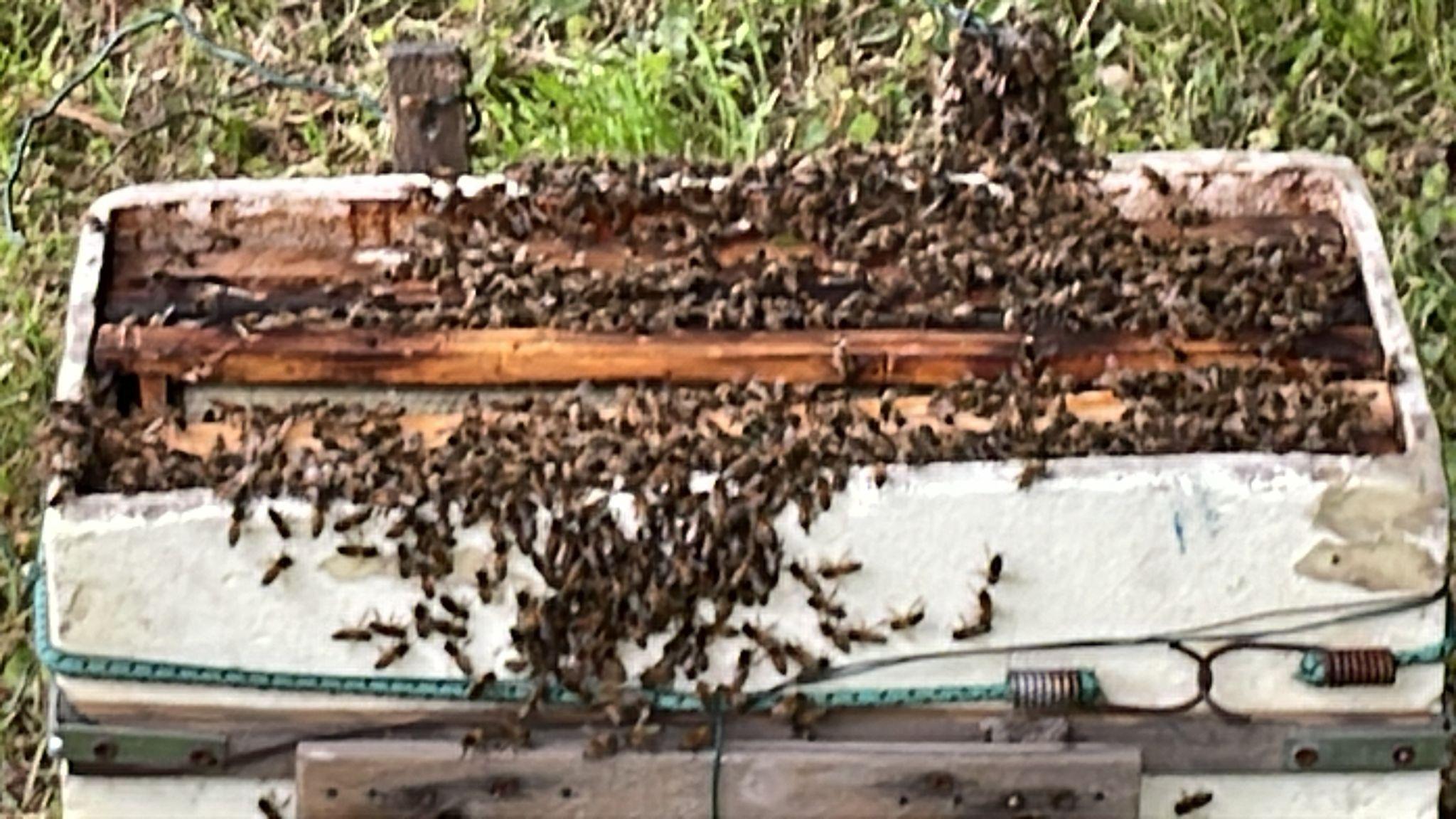 Gerenzano, Martina Borghi prende parte al progetto “Il bosco delle api”