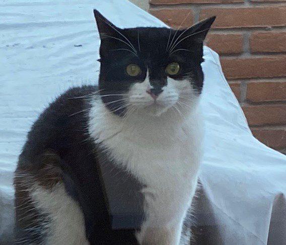 “Aiutateci a ritrovare Birillo”: gatto smarrito a Saronno