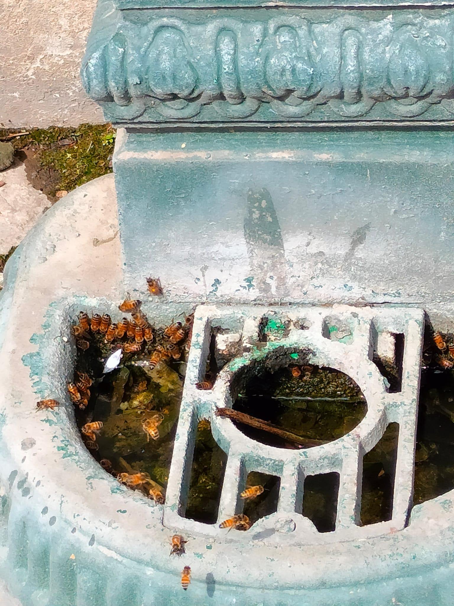 Invasione di insetti nella fontanella del cimitero di Cogliate