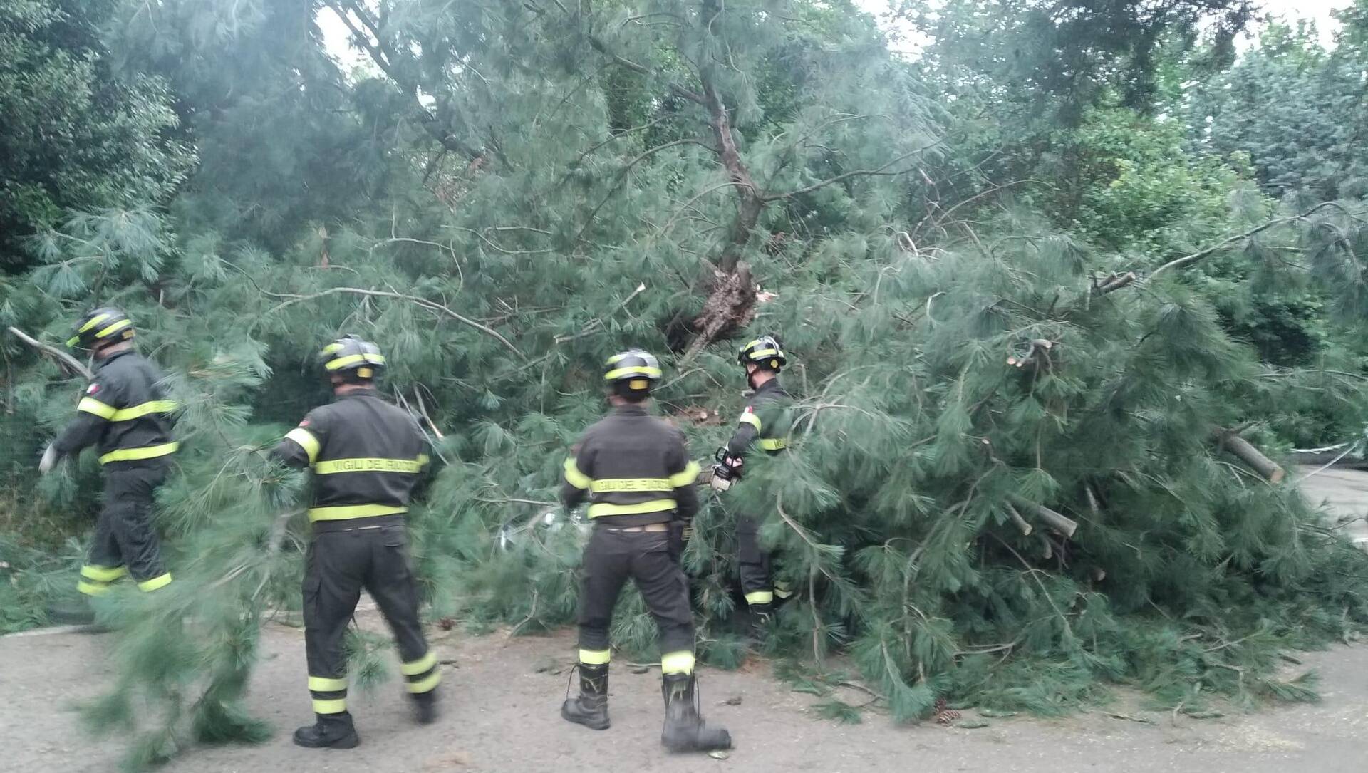 Ieri a Saronno: albero cade su auto. Incendio Ceriano-Saronno, scattano le denunce. Bloccato alla guida della moto di un morto. 30 anni al killer di Carol