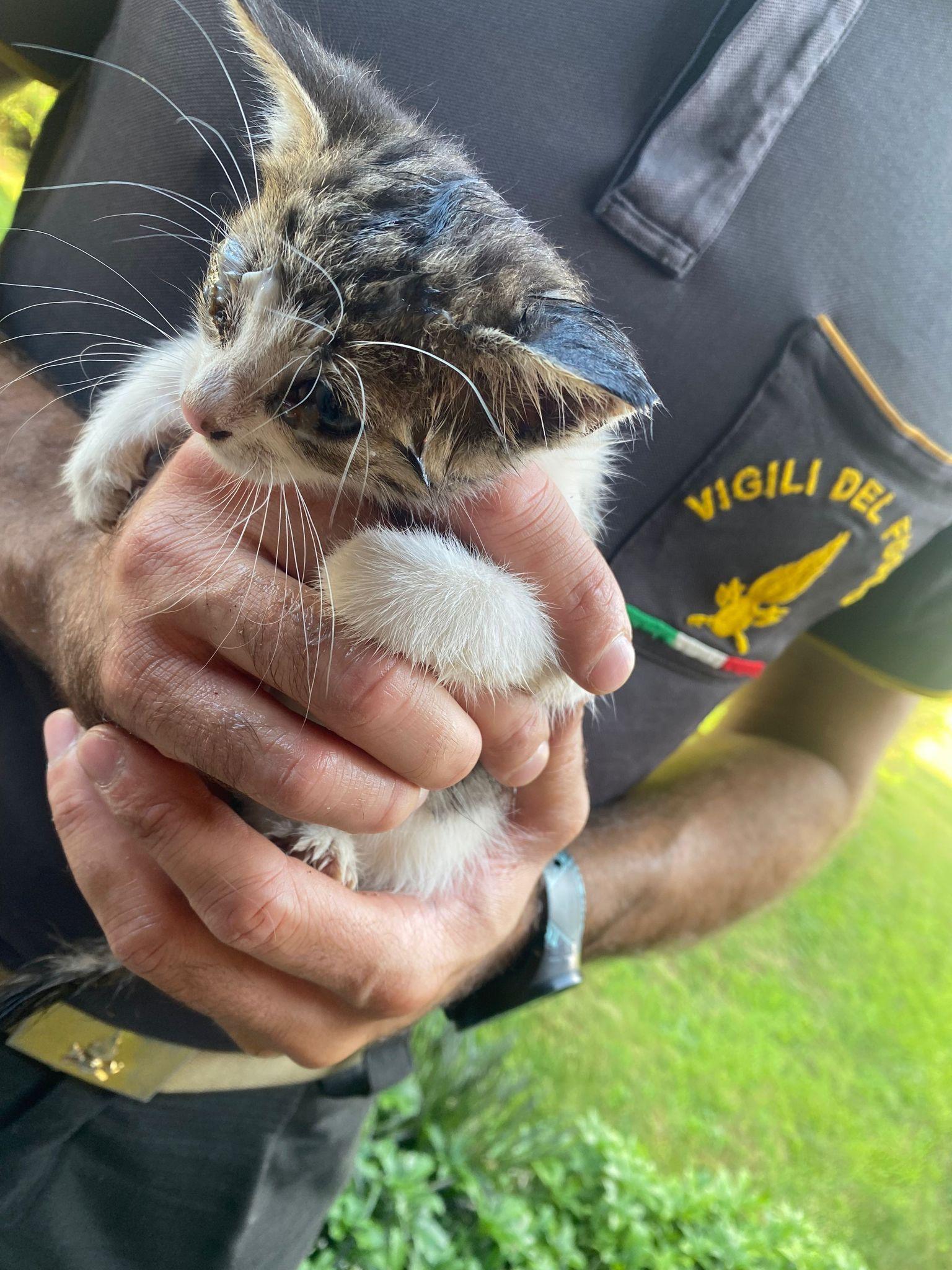 Gattino cade in un vespaio: lo salvano i vigili del fuoco lo adotta la famiglia proprietaria di casa