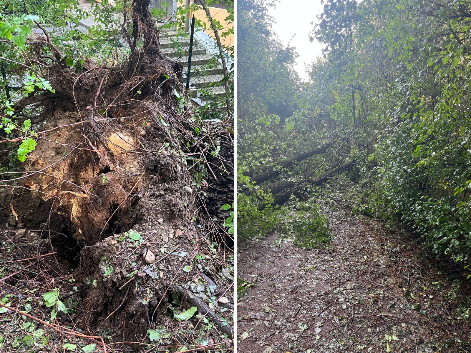 Parco Lura flagellato dal maltempo: decine gli alberi abbattuti tra Saronno e Caronno, ma qualcuno è stato salvato