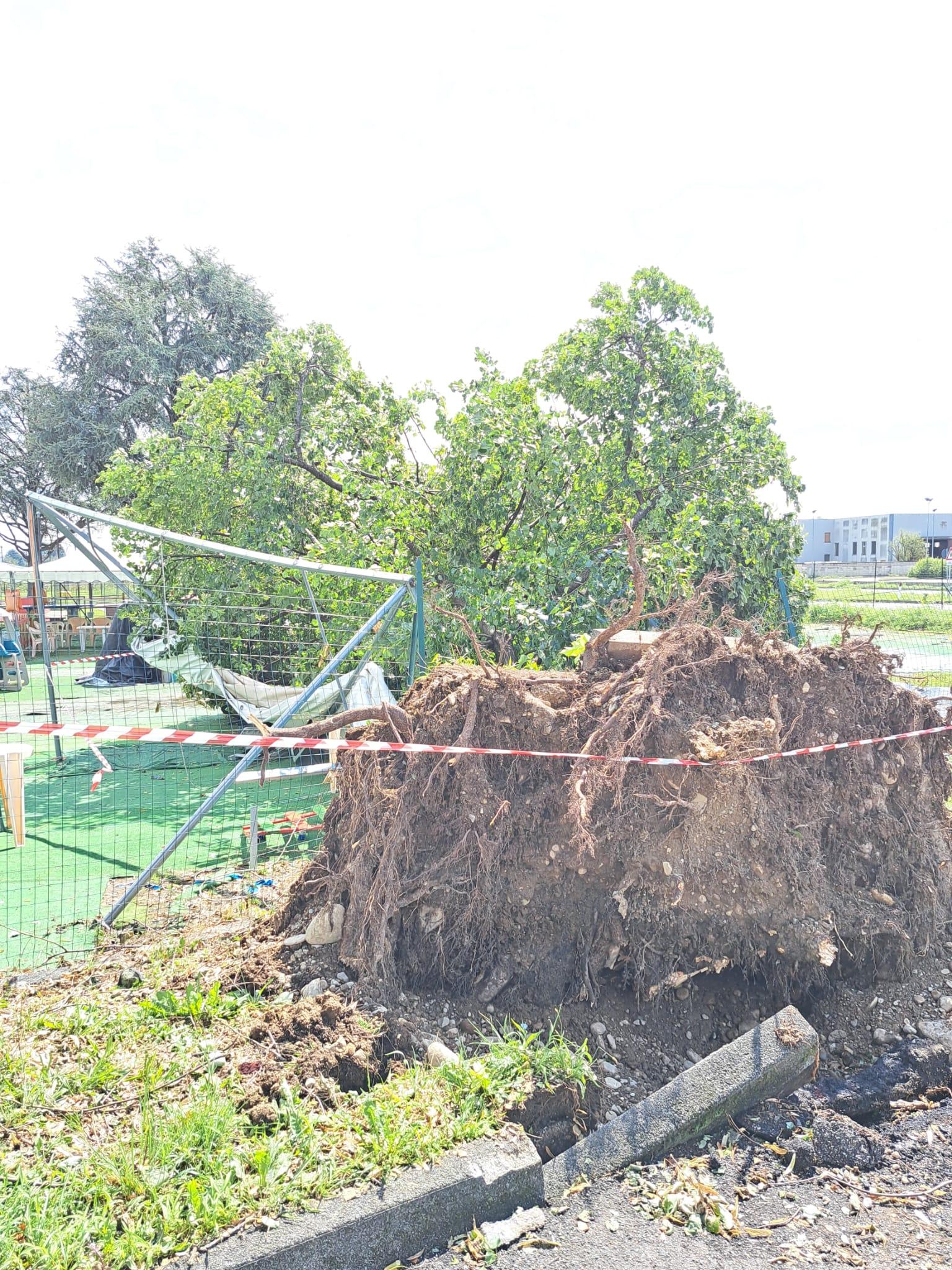 20230730 gommolandia caduto albero danni maltempo (3)