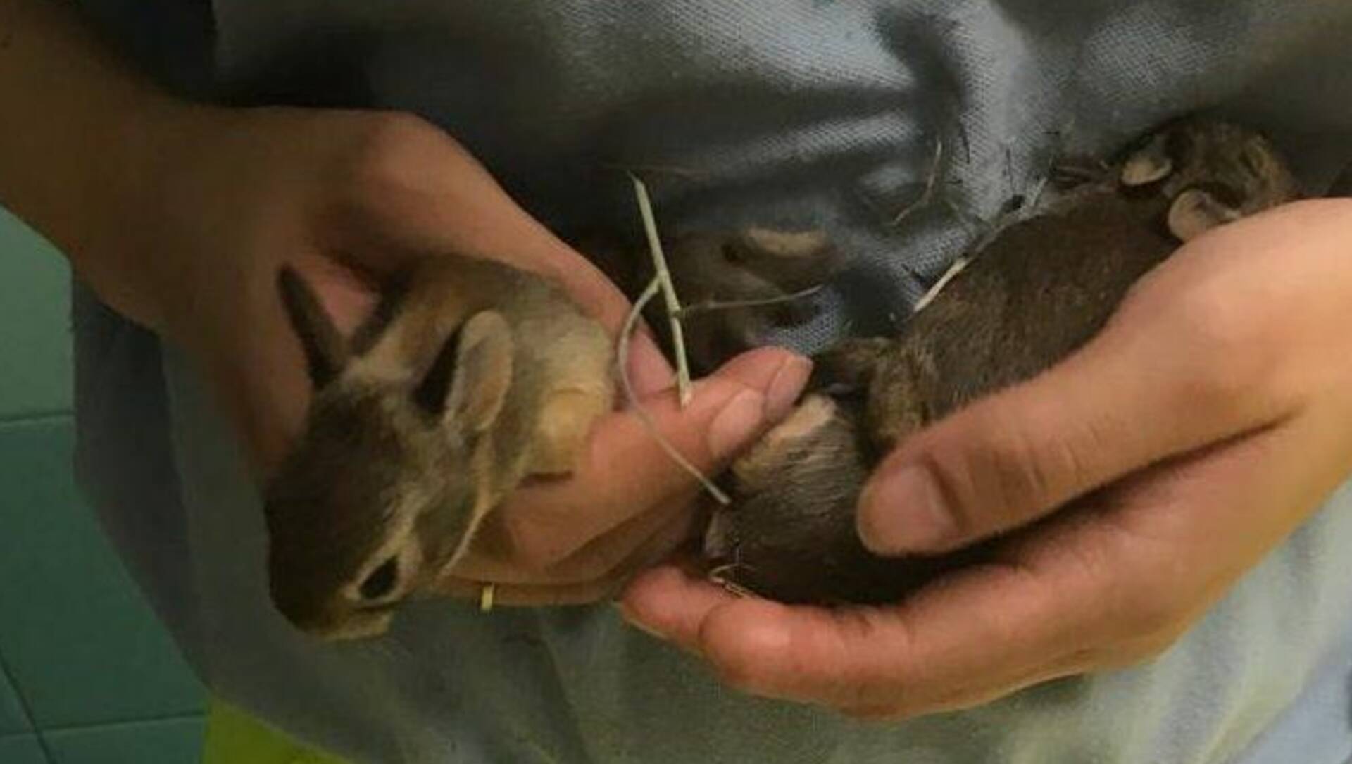Distrutta tana di 4 coniglietti appena nati. Salvati da Enpa Saronno all’ospedale di Garbagnate
