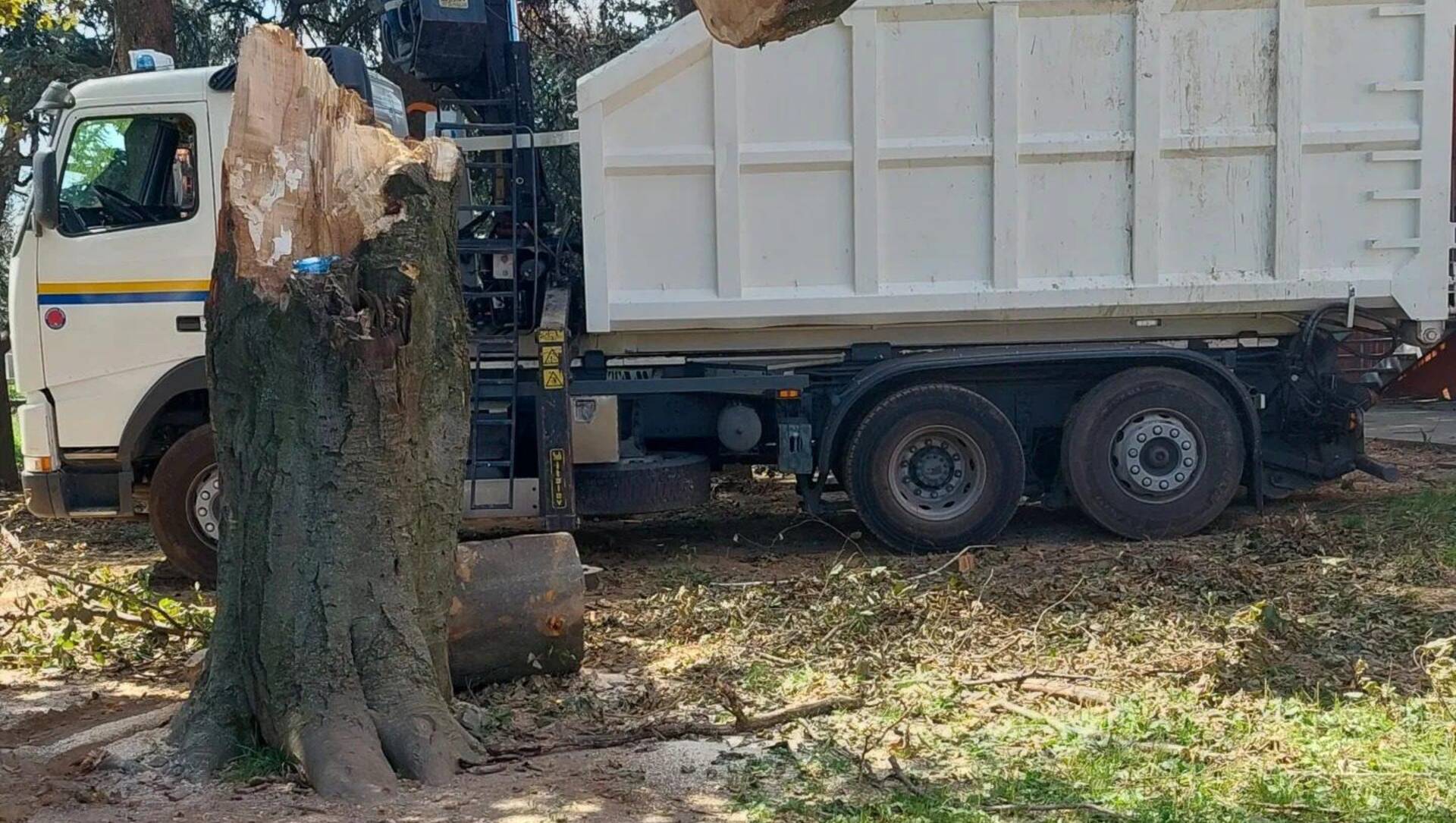 Danni maltempo, taglio albero pericoloso a Ceriano