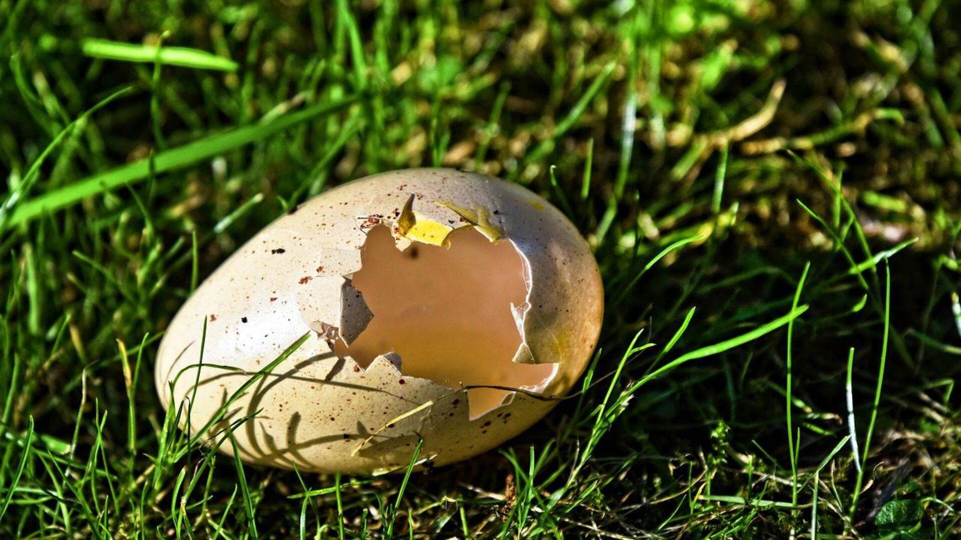 Lanci di uova in giardino. Bravata o dispetto contro i gatti? L’amarezza della vittima