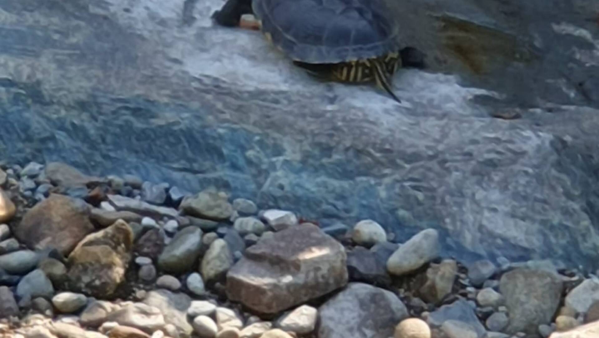 Caccia alla tartaruga nel torrente Lura a Saronno