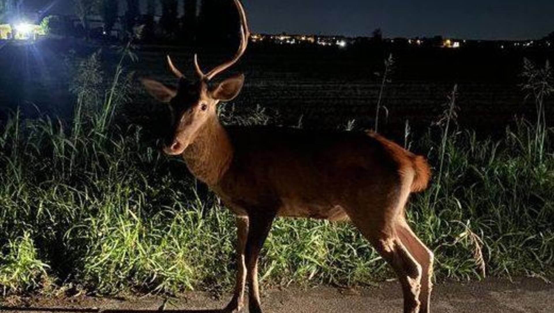Ieri a Saronno: il cervo ucciso finisce in procura. Fondazione per l’ospedale. Polemiche per gli eventi estivi