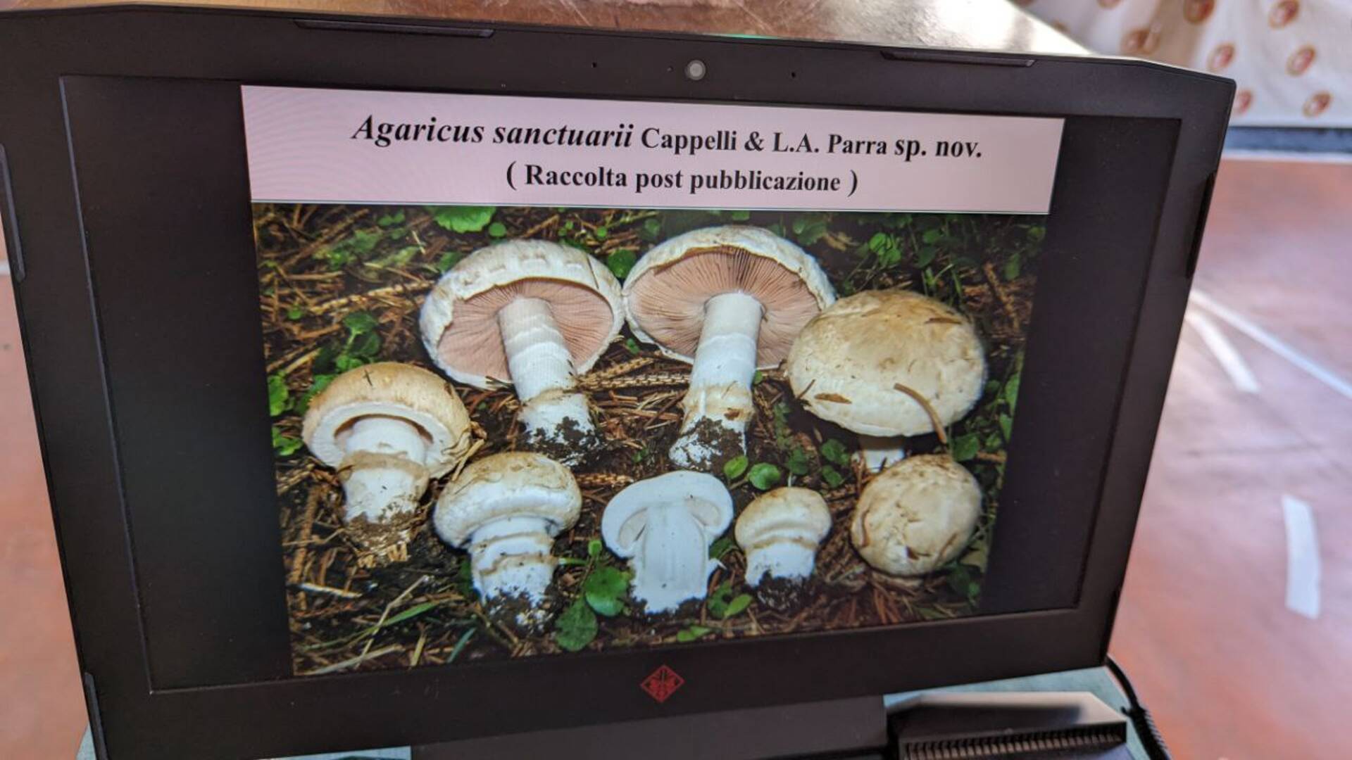 Nuova specie di fungo scoperta da un saronnese in città: è l’Agaricus sanctuarii (in omaggio al Santuario)