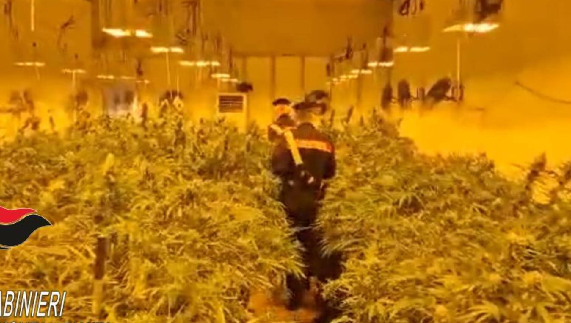 Serra indoor che avrebbe fruttato un milione di euro di marijuana: carabinieri sequestrano 800 piante, ventilatori e lampade riscaldanti