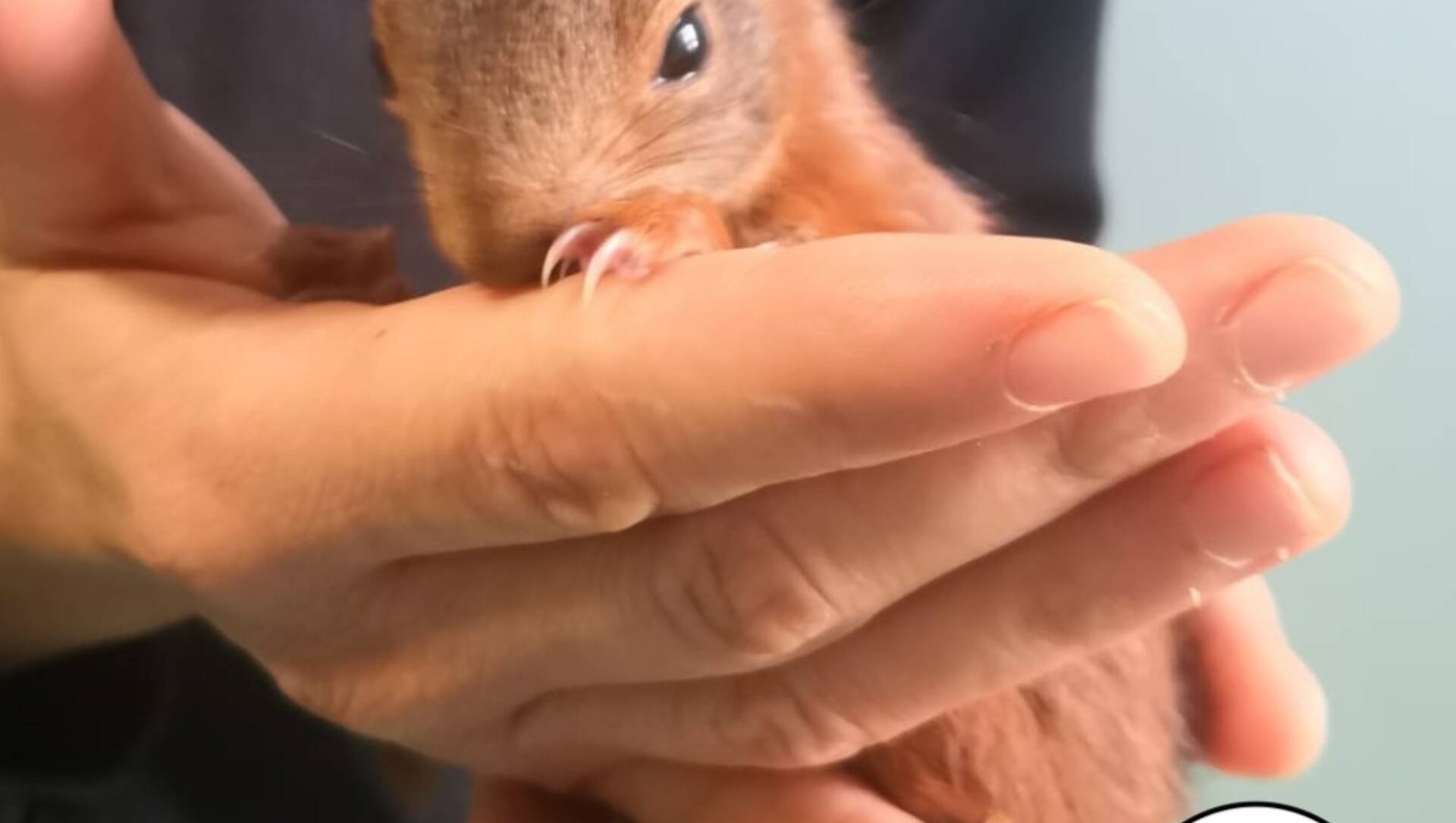 Lo scoiattolo rosso di Lazzate è fuori pericolo
