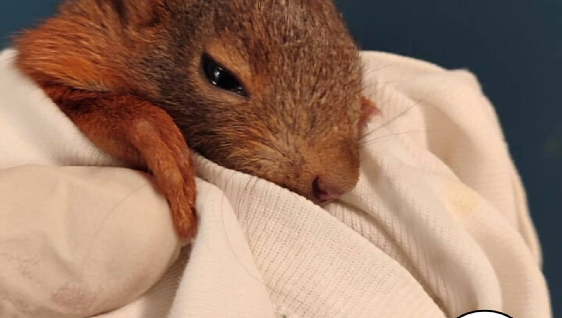 Trovato e salvato minuscolo (e raro) scoiattolo rosso
