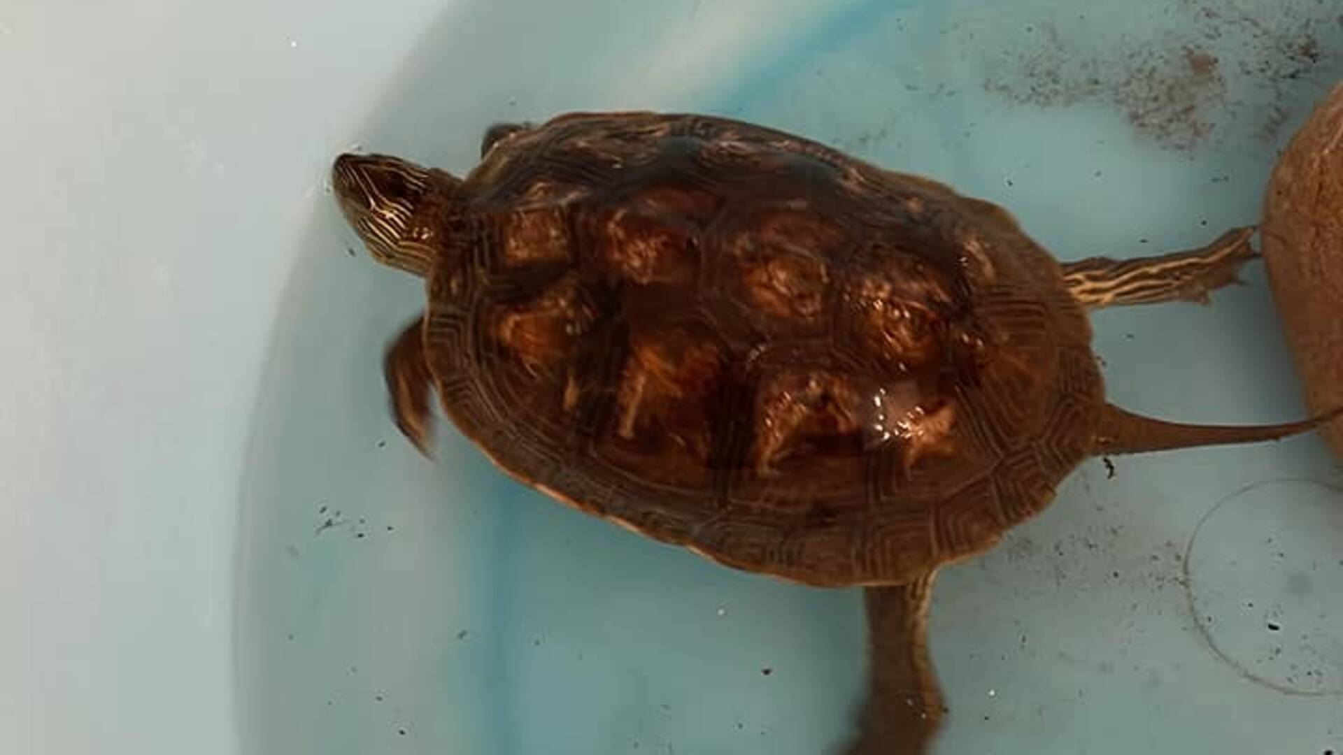 Cislago, tartaruga trovata in giardino
