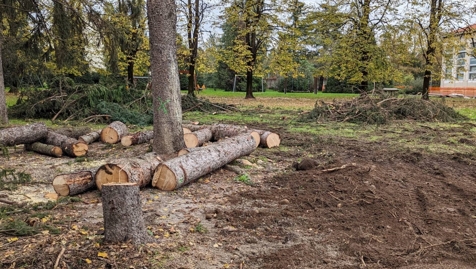 Saronno, la petizione per salvare gli alberi dell’ex Seminario supera quota 500 firme