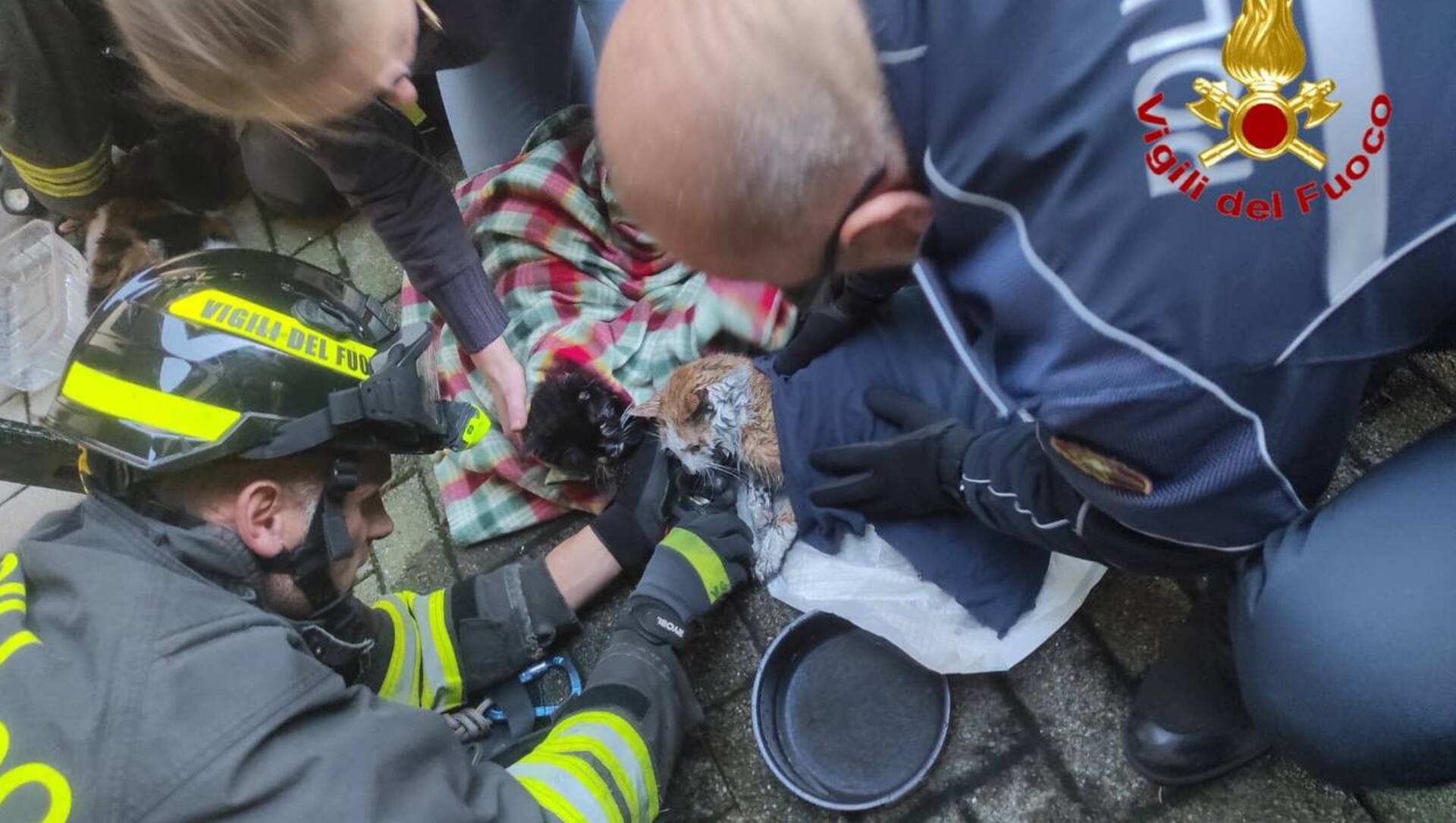 Fiamme in appartamento a Varese, rianimati e salvati quattro gatti dai vigili del fuoco