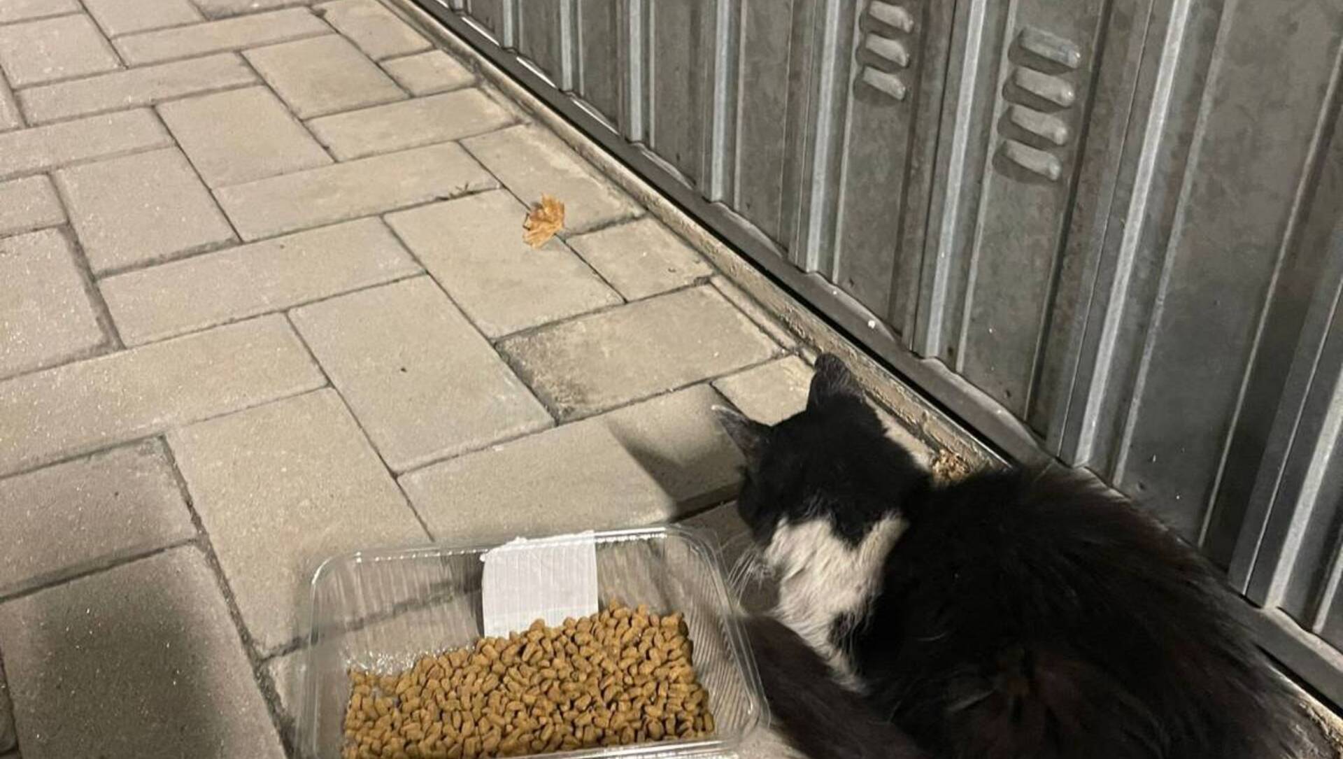 Settimana impegnativa per Enpa Saronno: tre gatti recuperati