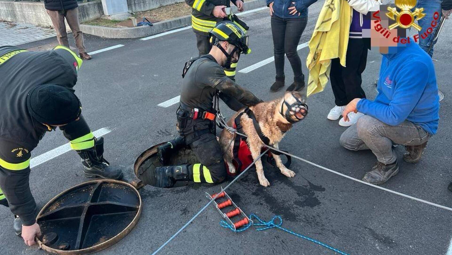 Cane nelle fogne salvato dai vigili del fuoco