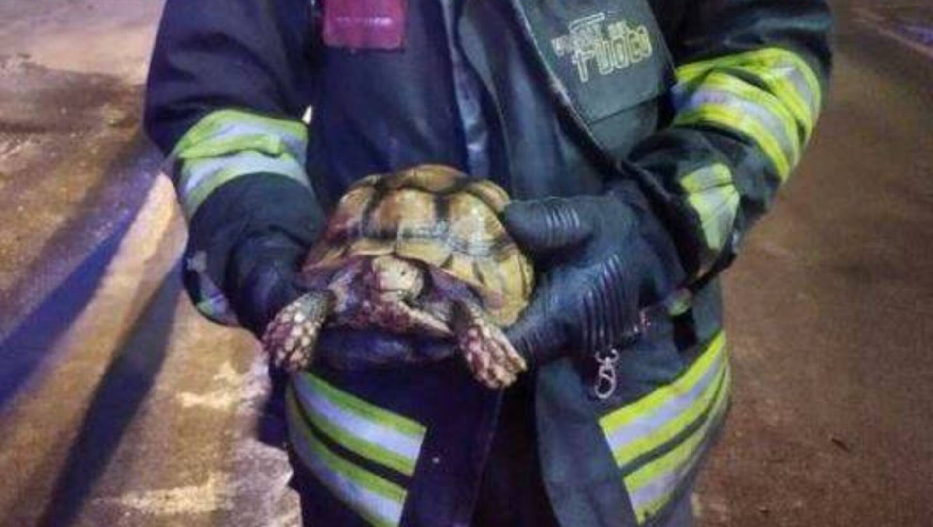 Fumo e fiamme: tartarughe salvate dai vigili del fuoco