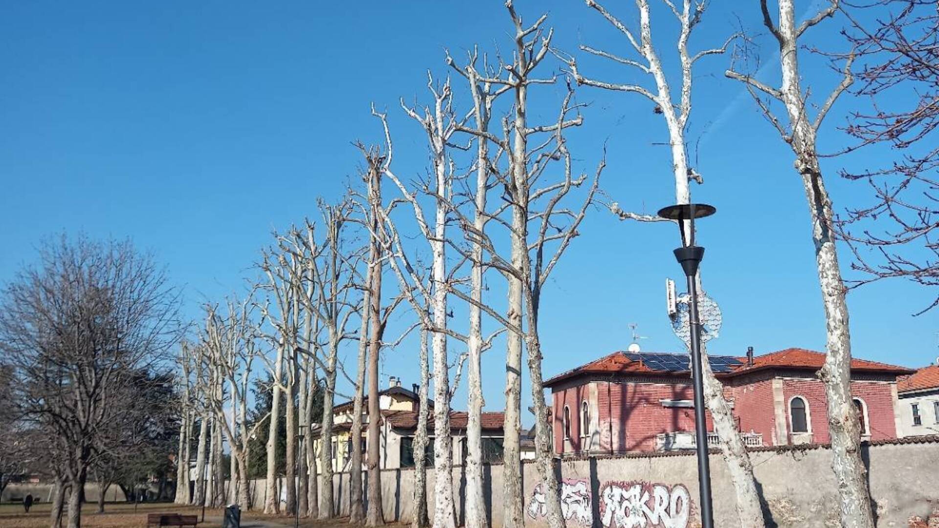 Cislago, potati i platani di parco Castelbarco: le foto dell’intervento
