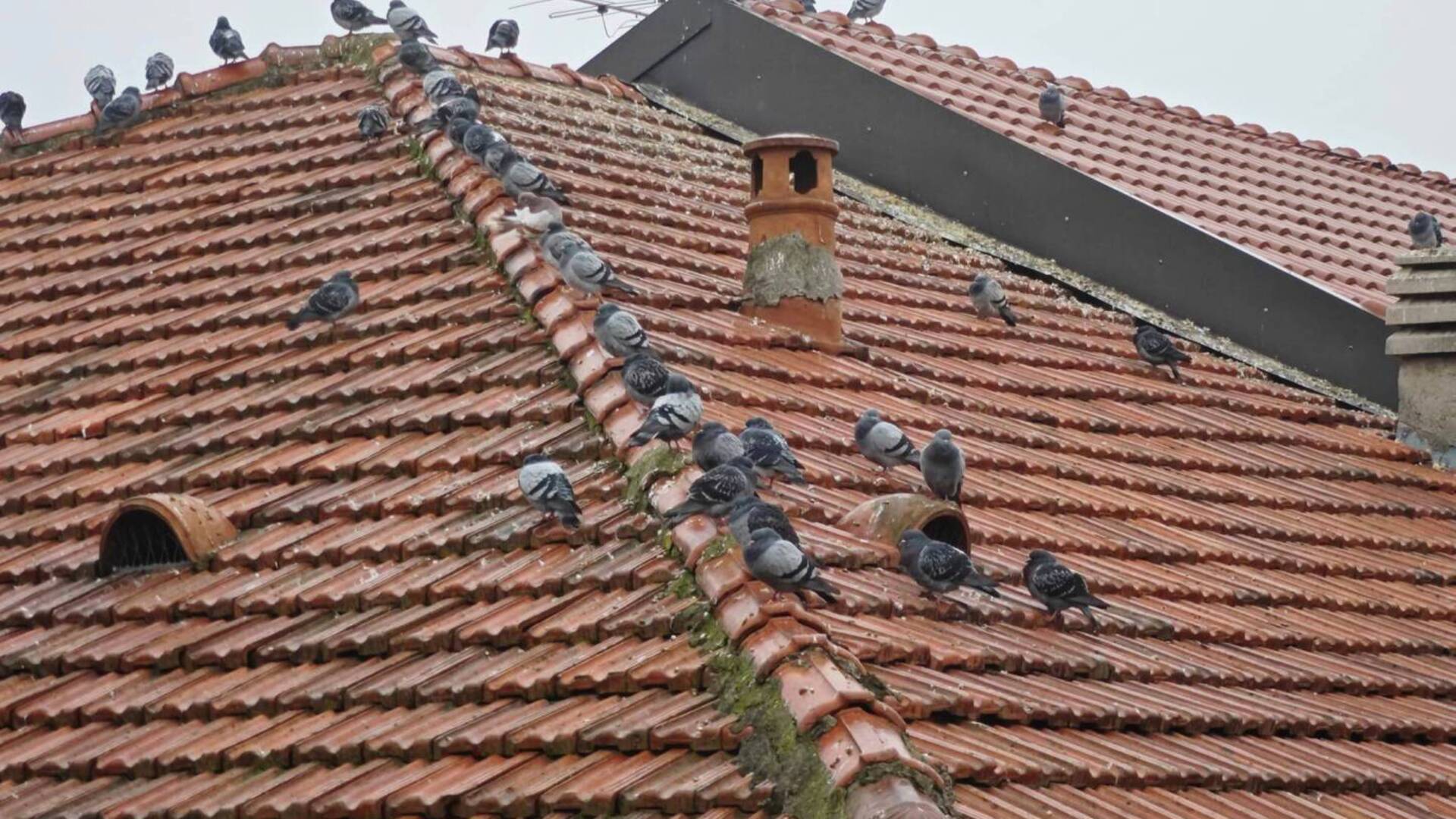 Cesano Maderno: condominio tartassato dai piccioni