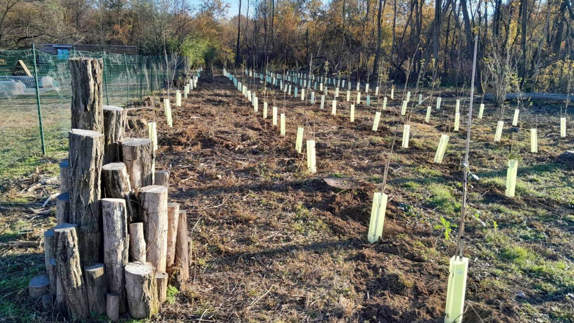 Dal carpino bianco all’acero: 500 nuove piante al Parco di Mughetti (e due sperimentazioni per ripopolare)