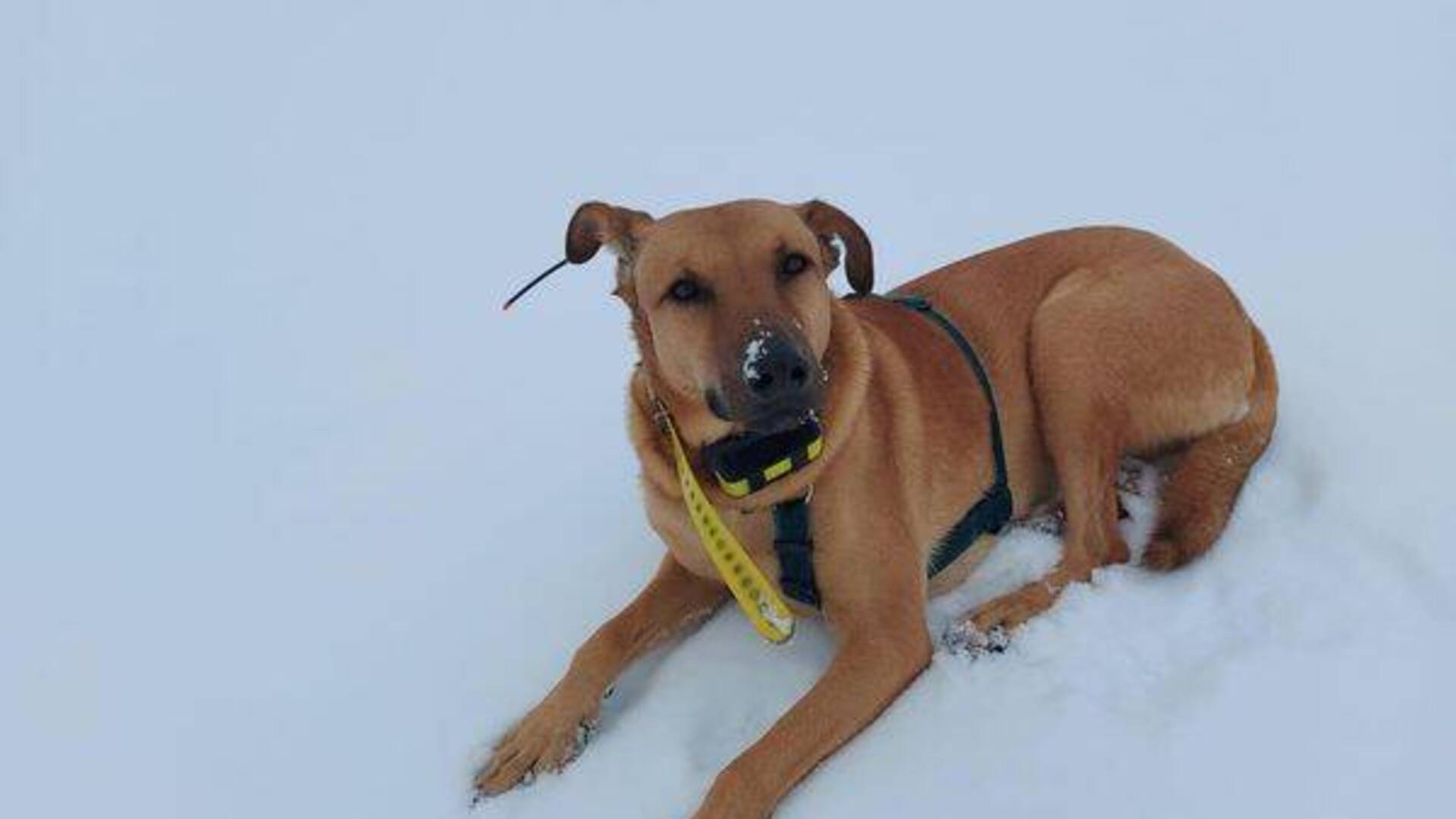 Appello per trovare Eos, il cane di Vanessa la 30enne vittima della valanga in Val Formazza