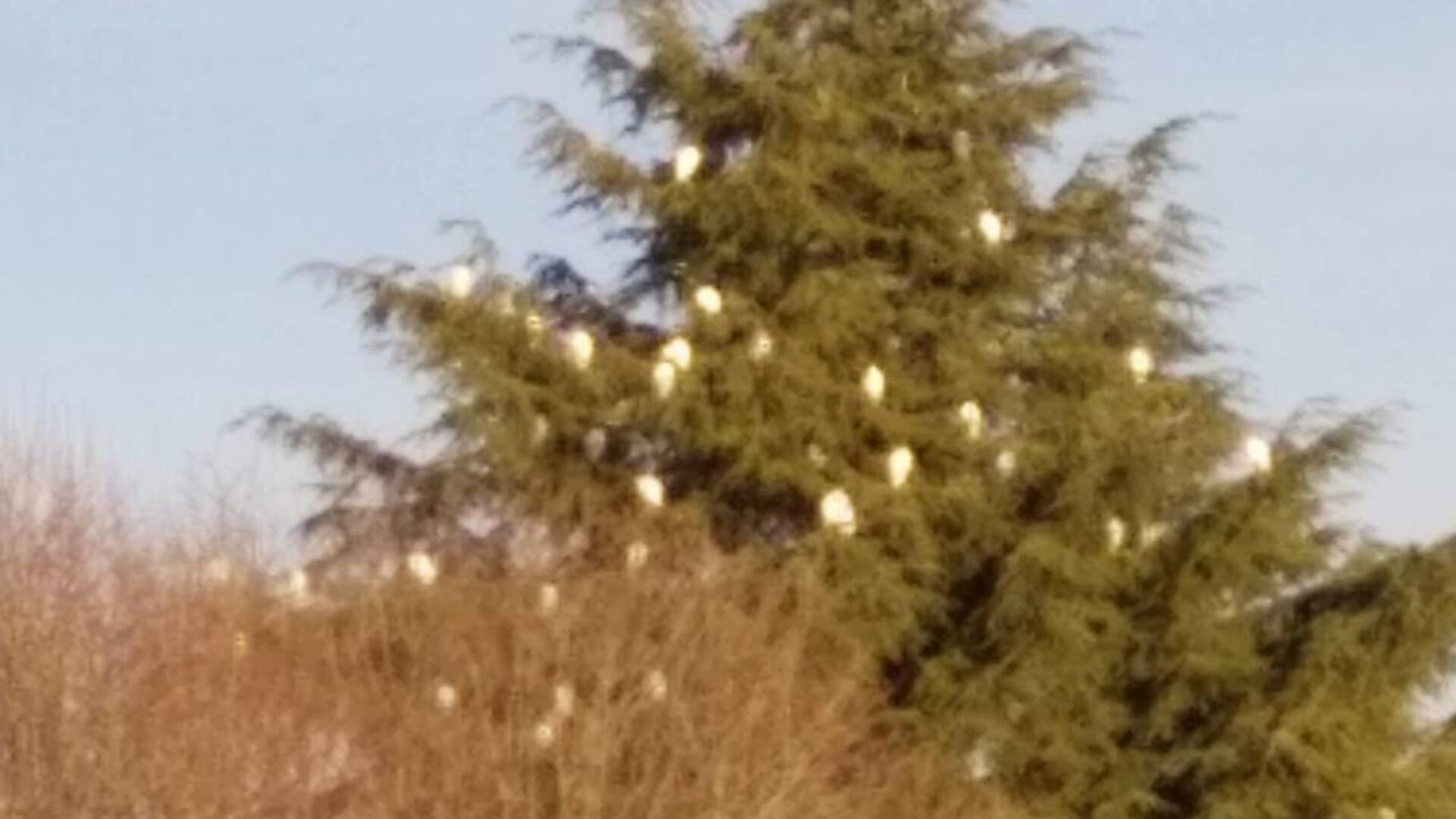 Lazzate, vicino all’oratorio albero pieno di uccelli bianchi. Ma cosa sono?