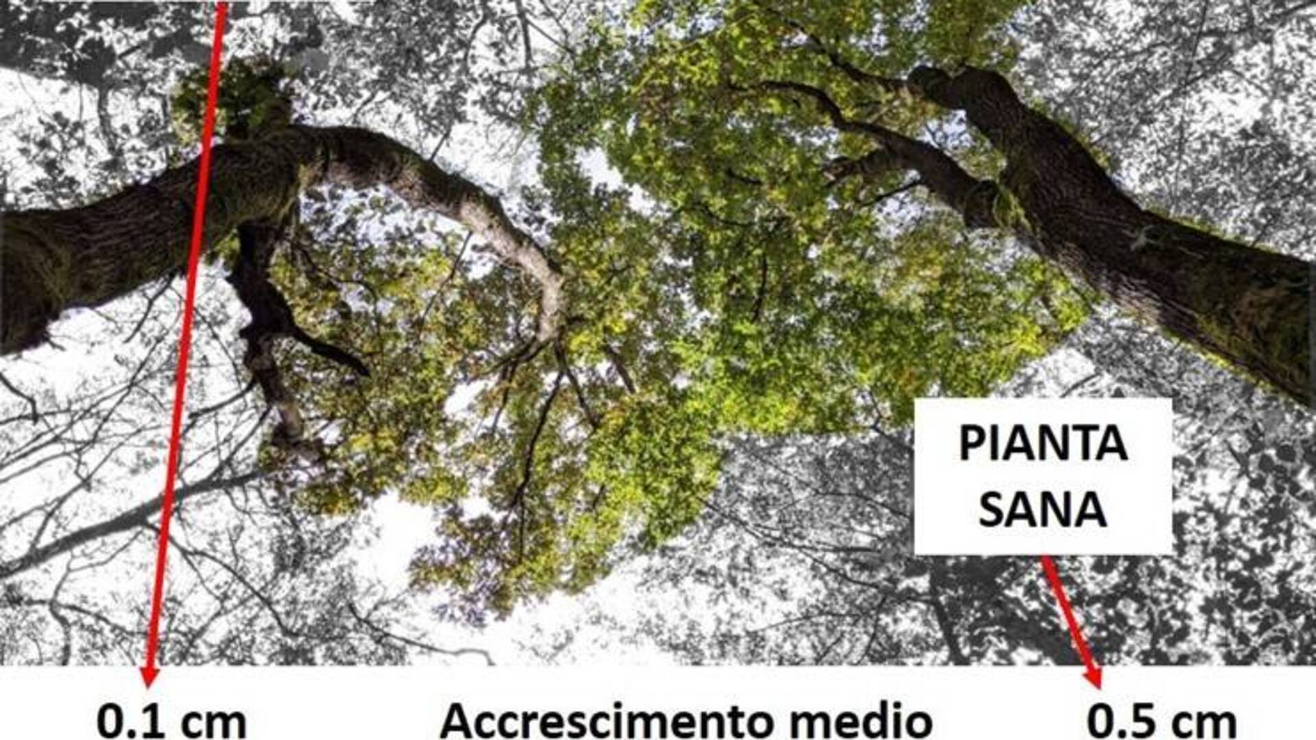 Nel Parco Groane i semi di quercia “più resistenti” per i rimboschimenti: ecco lo studio dell’università di Pavia