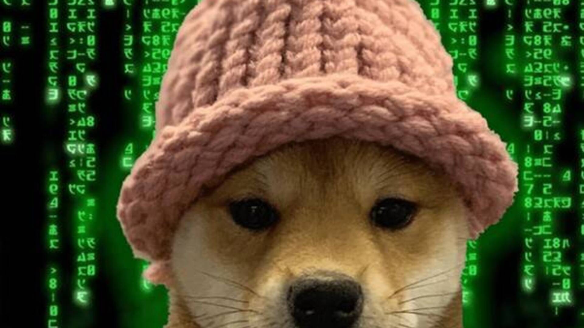 Dogwifhat aumenta del 24% ma è la nuova meme coin DogWifCat che fa entusiasmare i trader