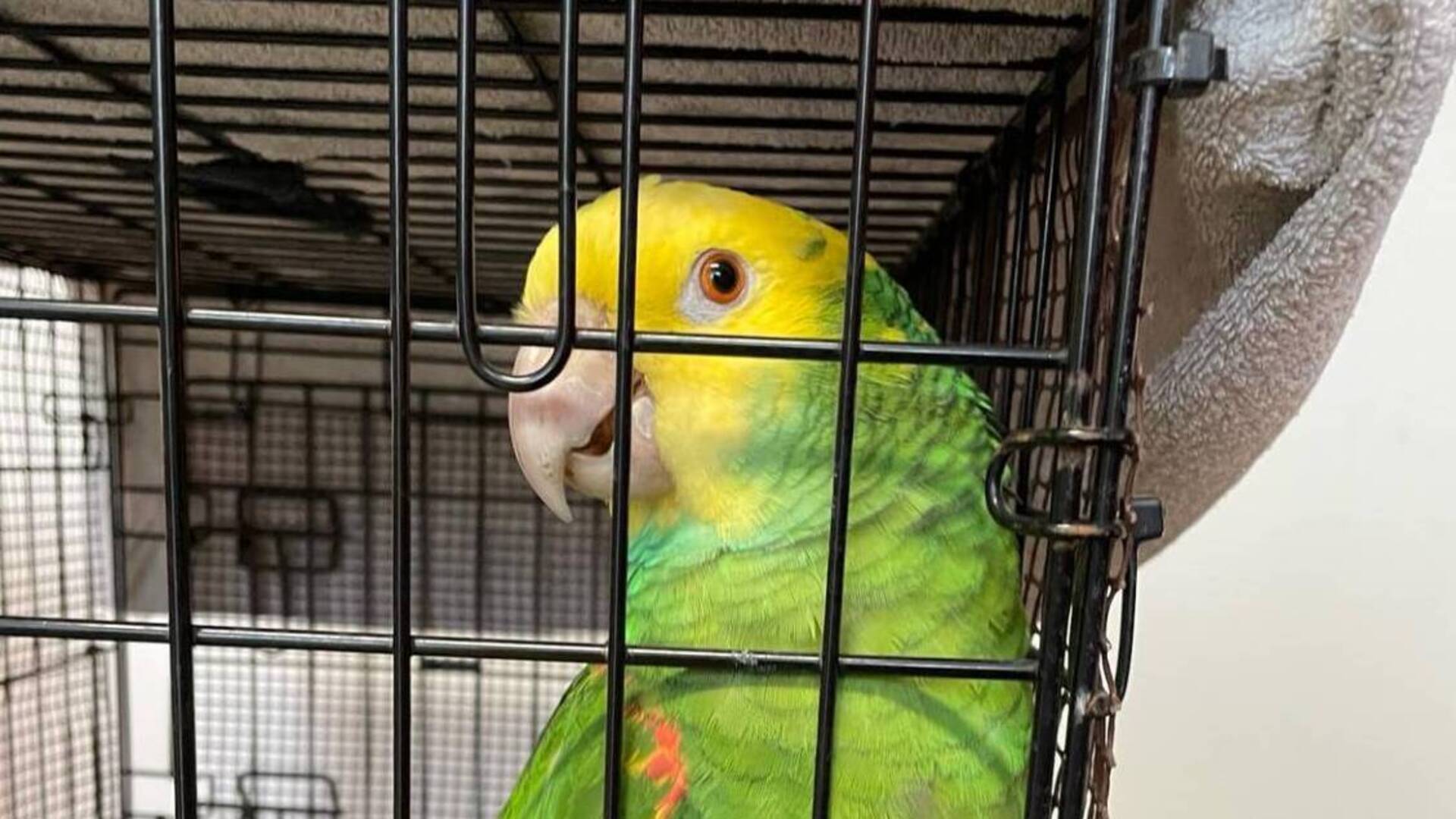Saronno, pappagallo amazzone testa gialla recuperato in via Genova da Enpa